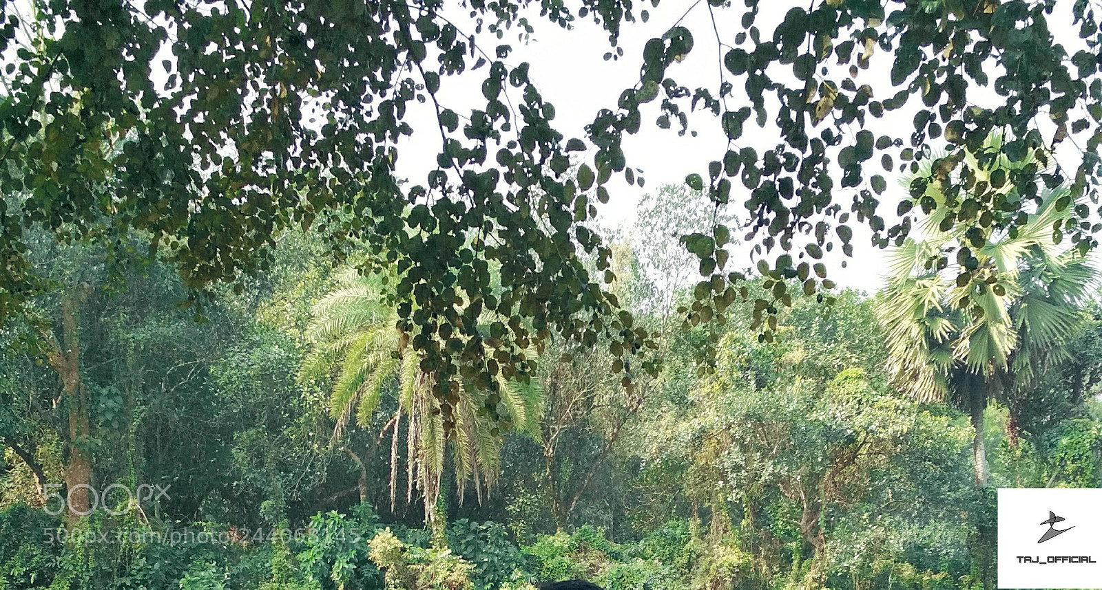 Xiaomi Redmi 4X sample photo. Untitled photography