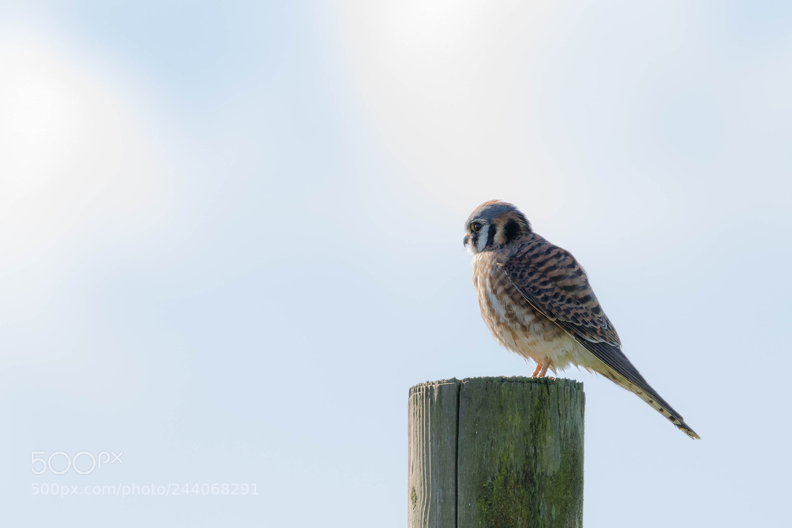 Canon EOS 7D Mark II sample photo. American kestrel photography