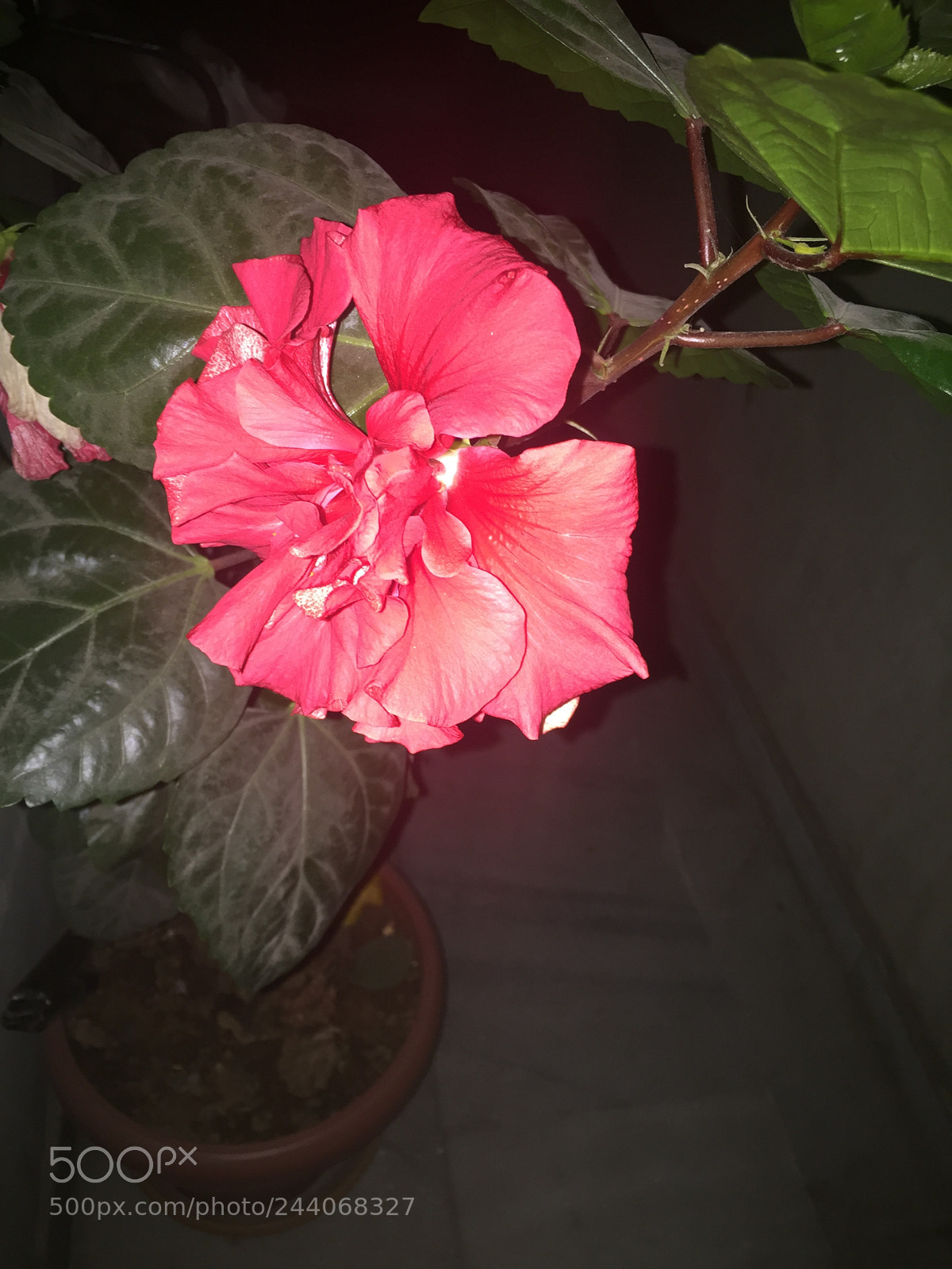 Apple iPhone 6 sample photo. Untitled photography