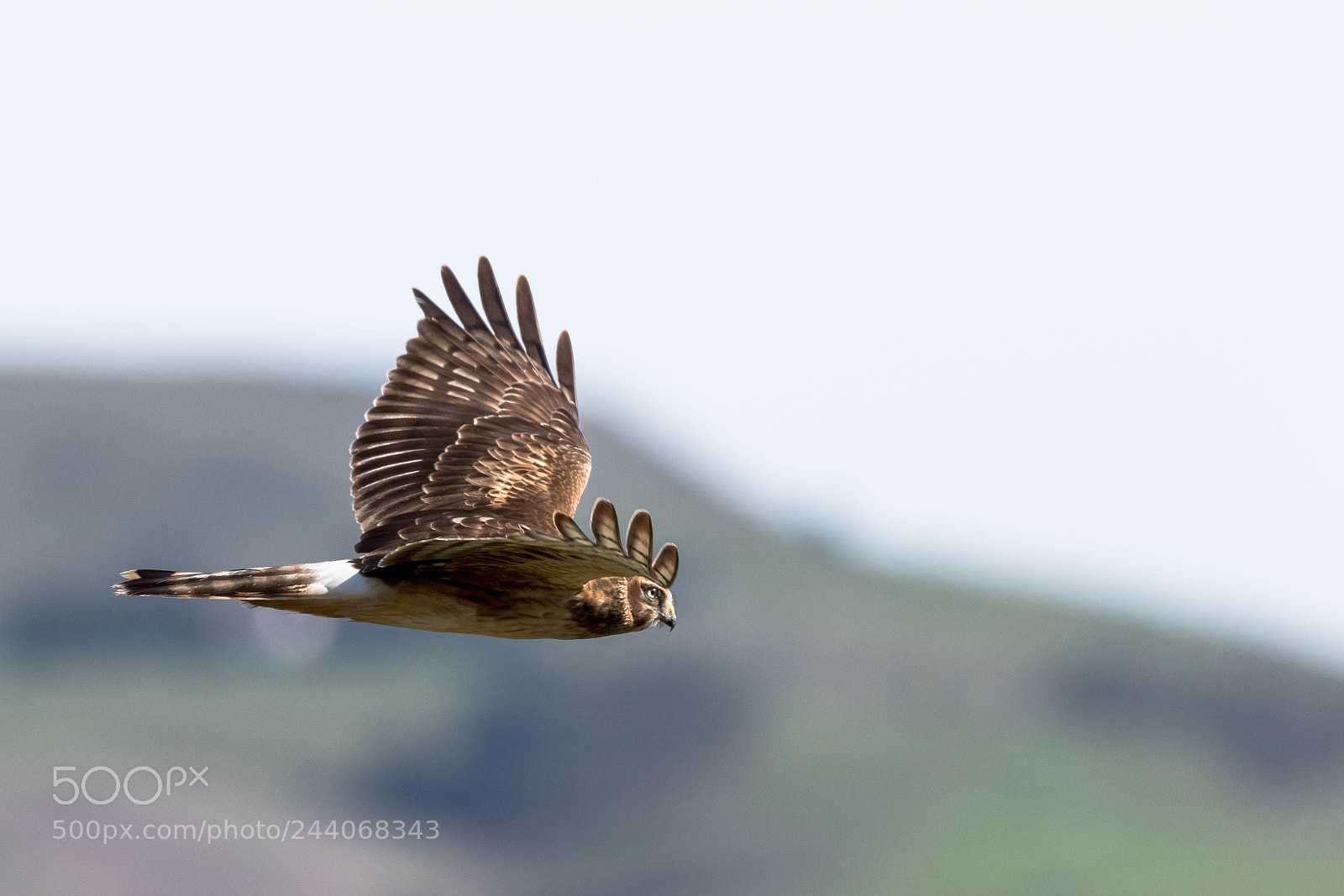 Canon EOS 7D Mark II sample photo. Red-tailed hawk photography