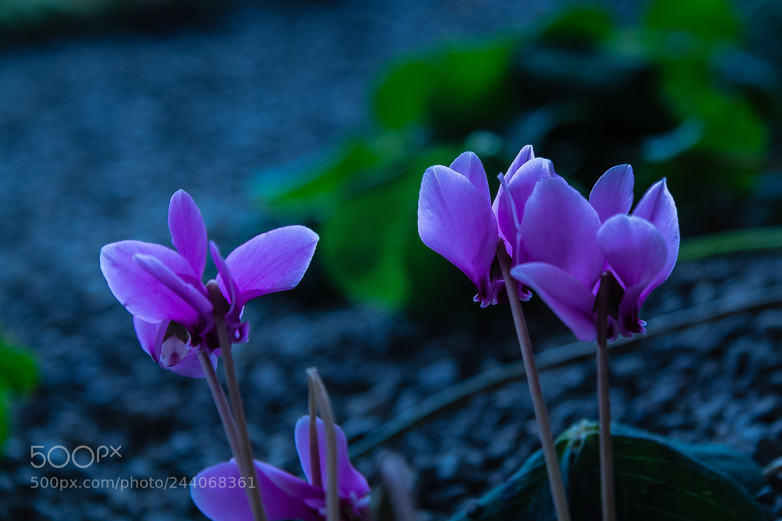 Canon EOS 60D sample photo. Cyclamen graecum photography