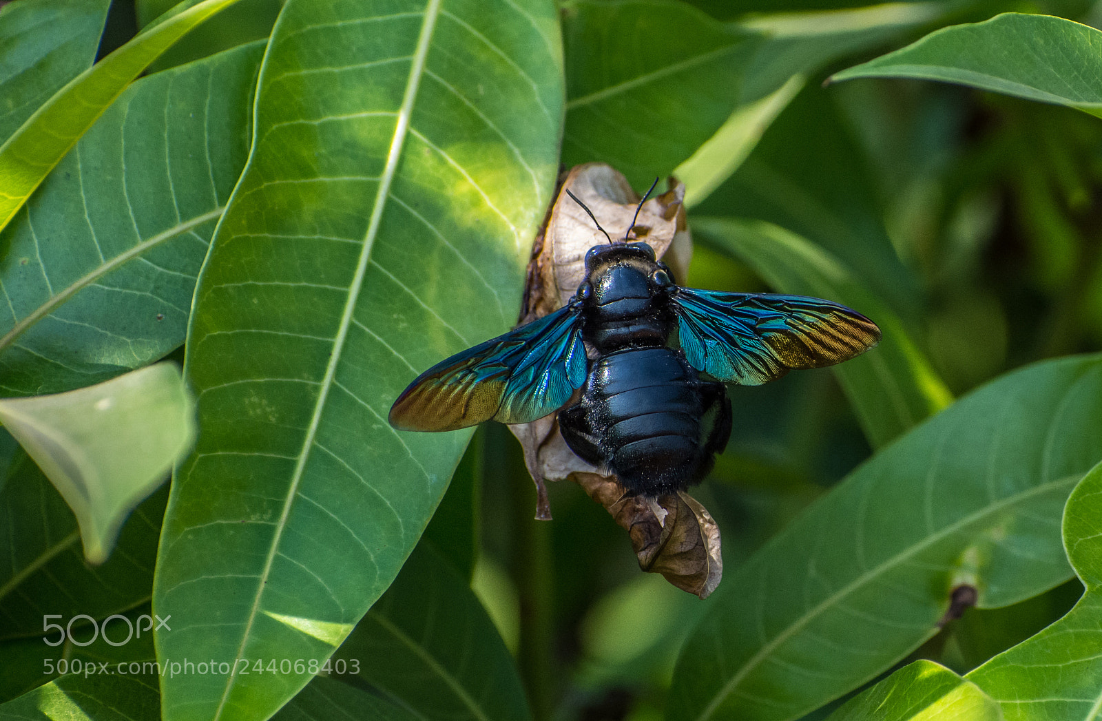 Nikon D7200 sample photo. Black bug photography