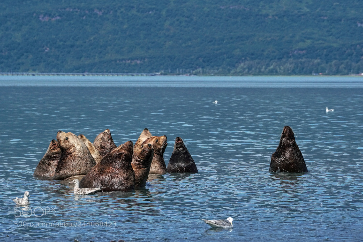 Sony a6300 sample photo. Sea lion siesta photography