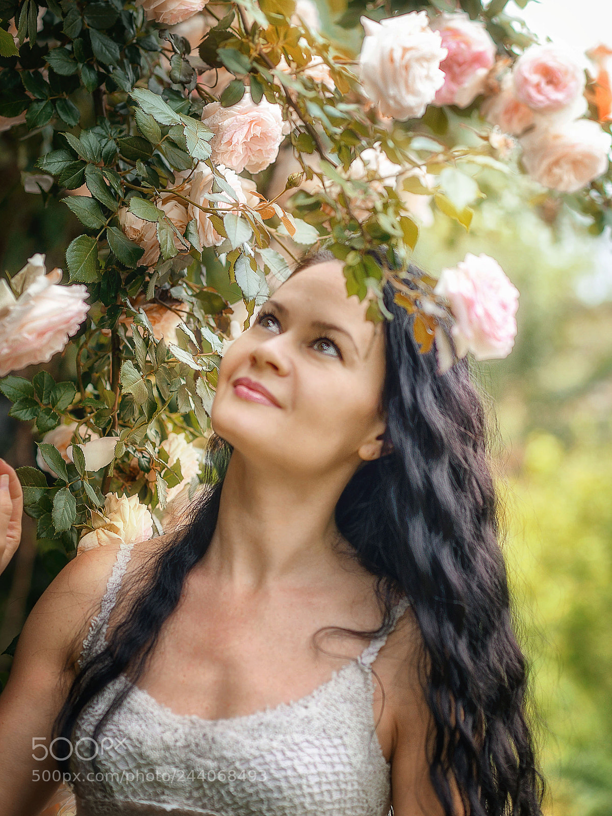 Nikon D610 sample photo. Roses photography