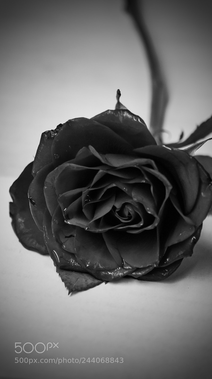 Sony SLT-A58 sample photo. Rose black photography