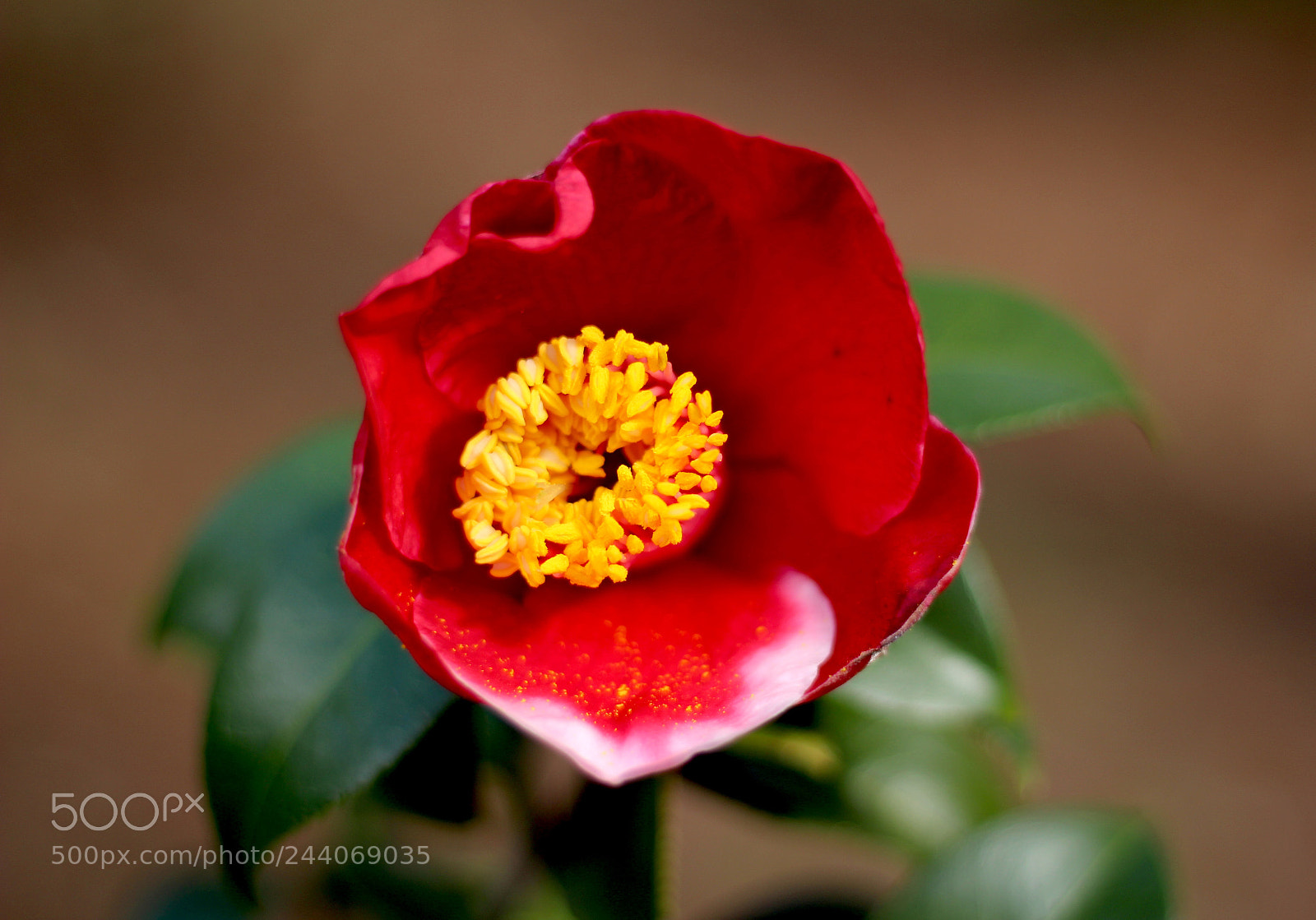 Canon EOS 100D (EOS Rebel SL1 / EOS Kiss X7) sample photo. Tama electra camellia photography