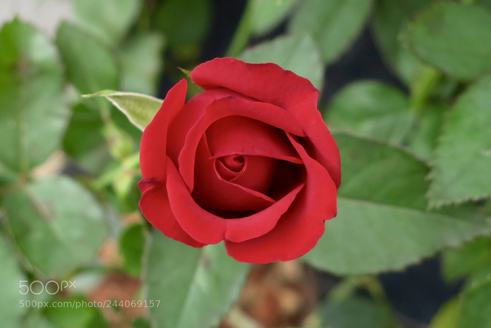 Canon PowerShot G9 X sample photo. Rose photography