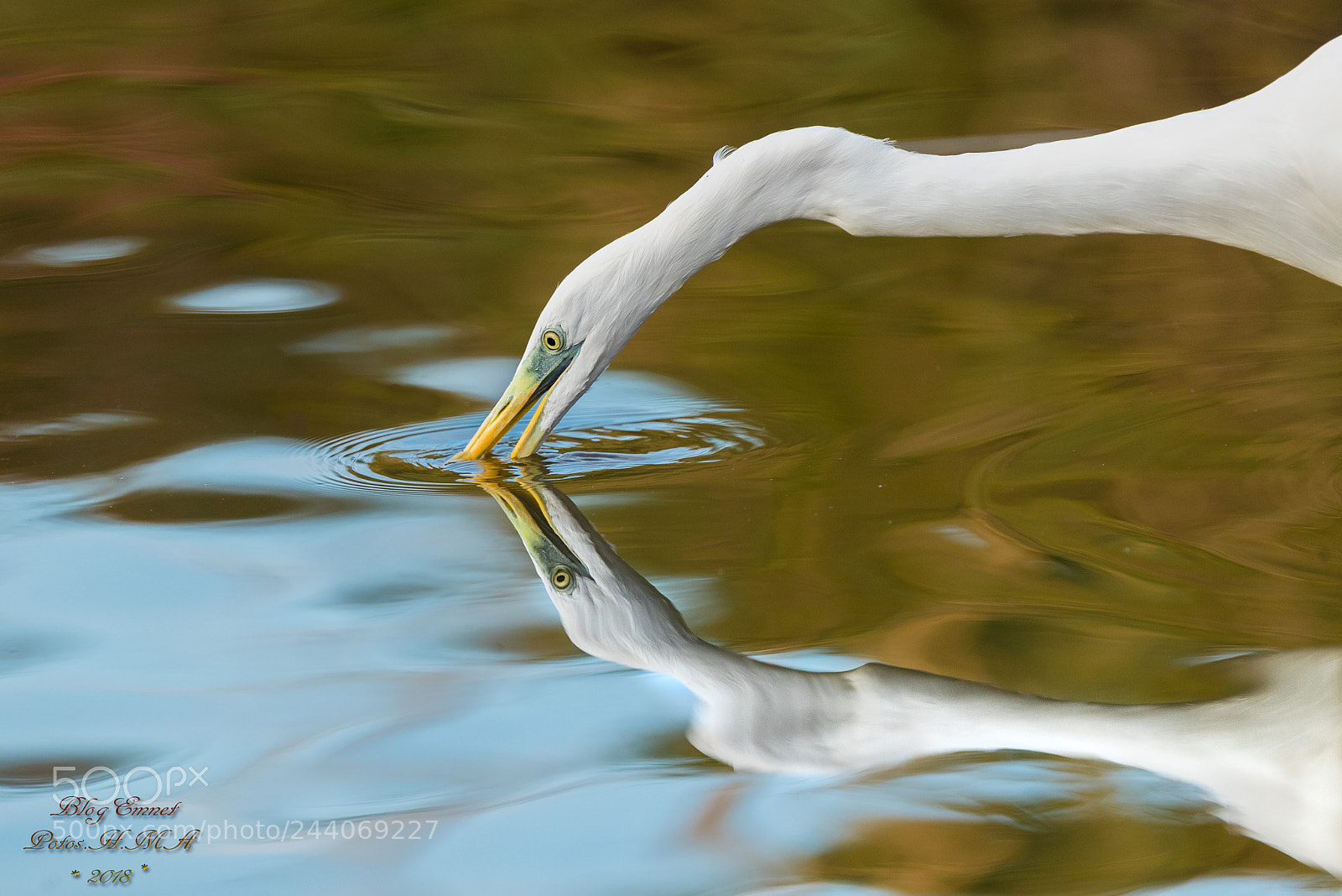 Canon EOS-1D X Mark II sample photo. Egret: reflection photography