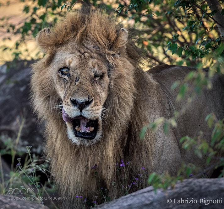 Nikon D850 sample photo. This lion was very photography