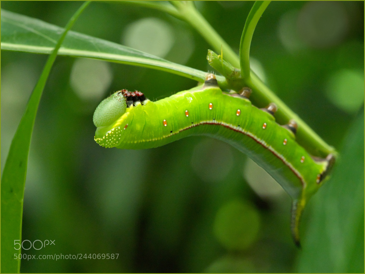 Olympus OM-D E-M1 Mark II sample photo. Bright green caterpillar photography