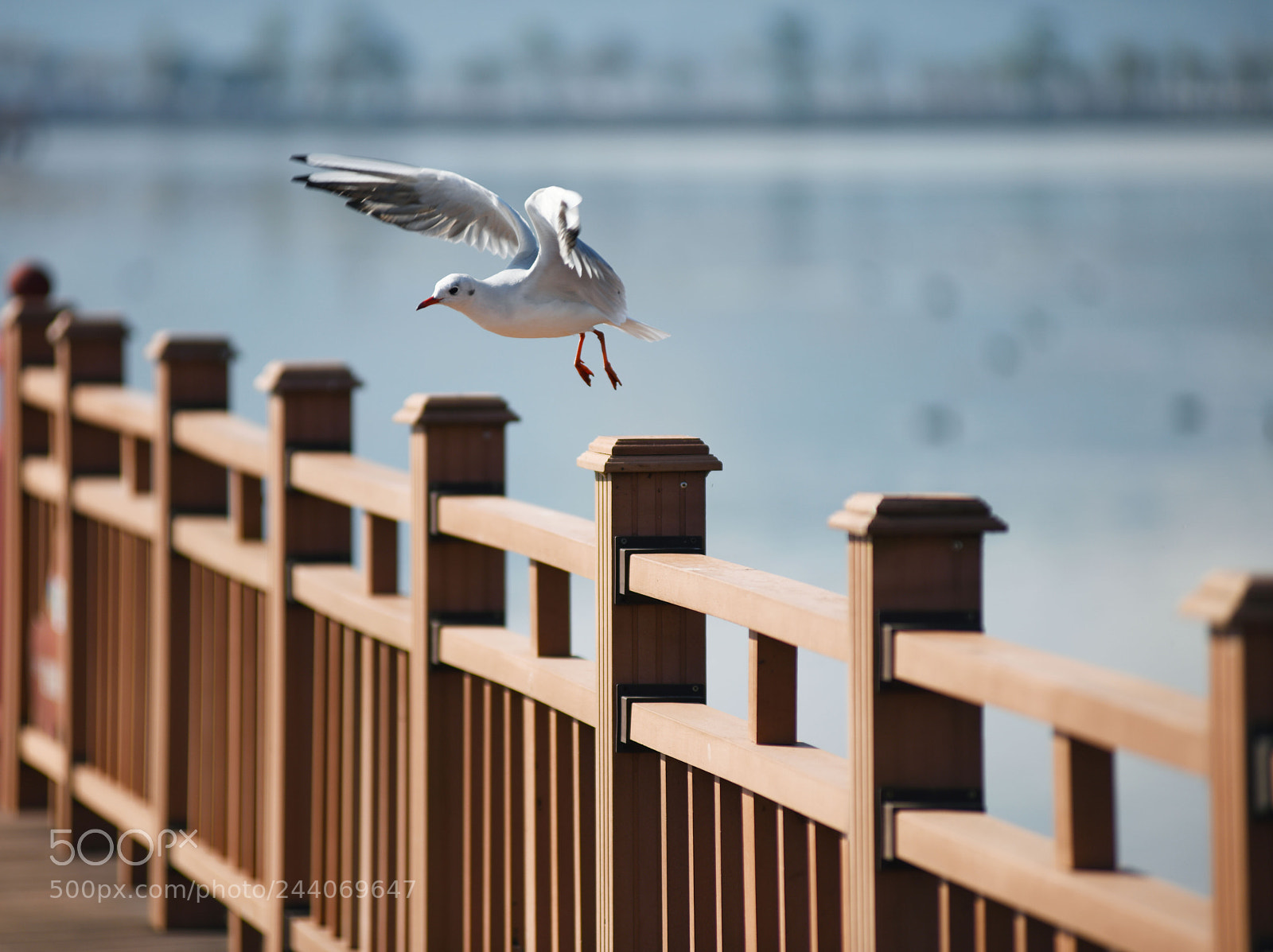 Nikon D850 sample photo. Fly photography