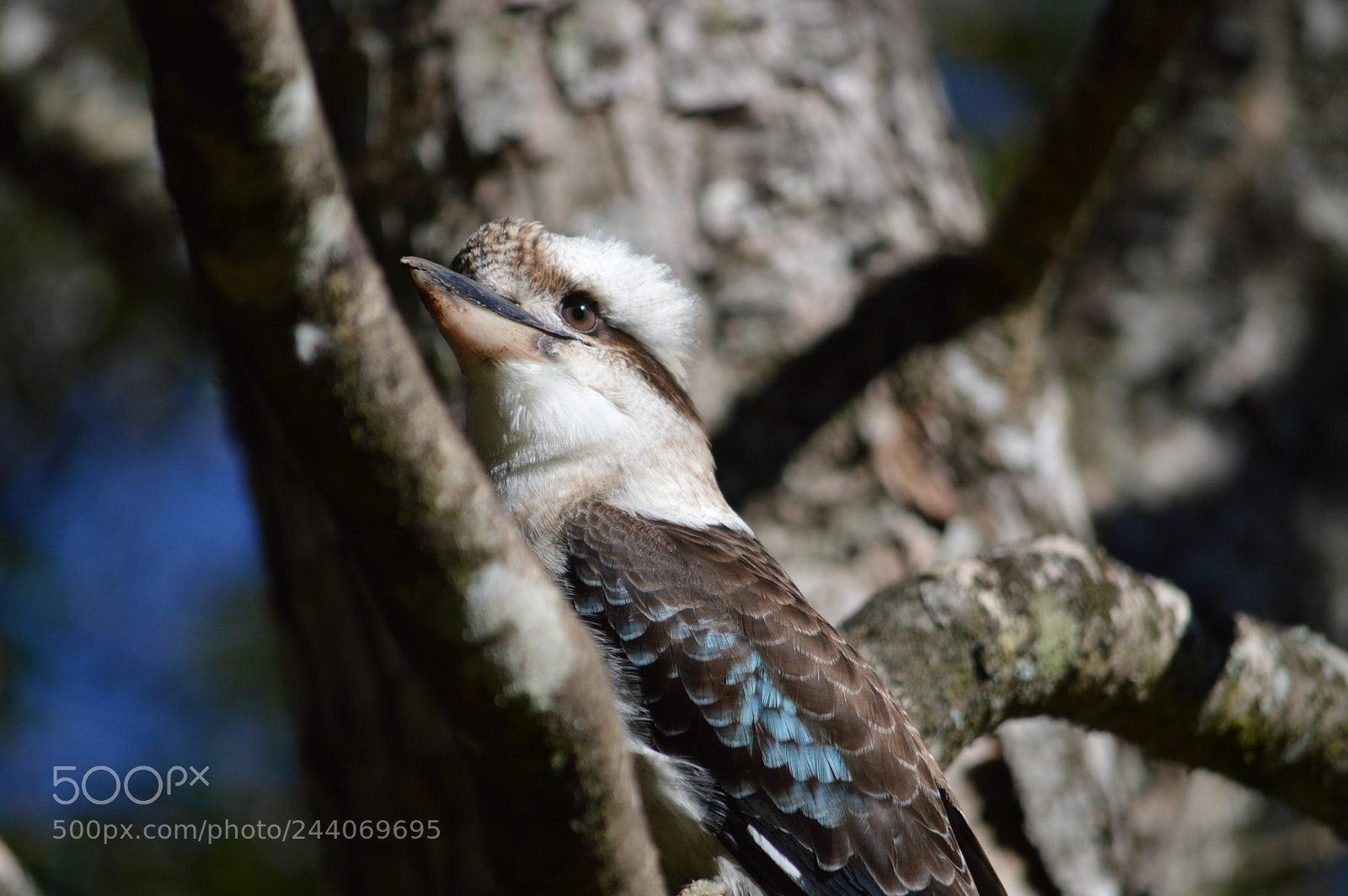 Nikon D3200 sample photo. Bird photography