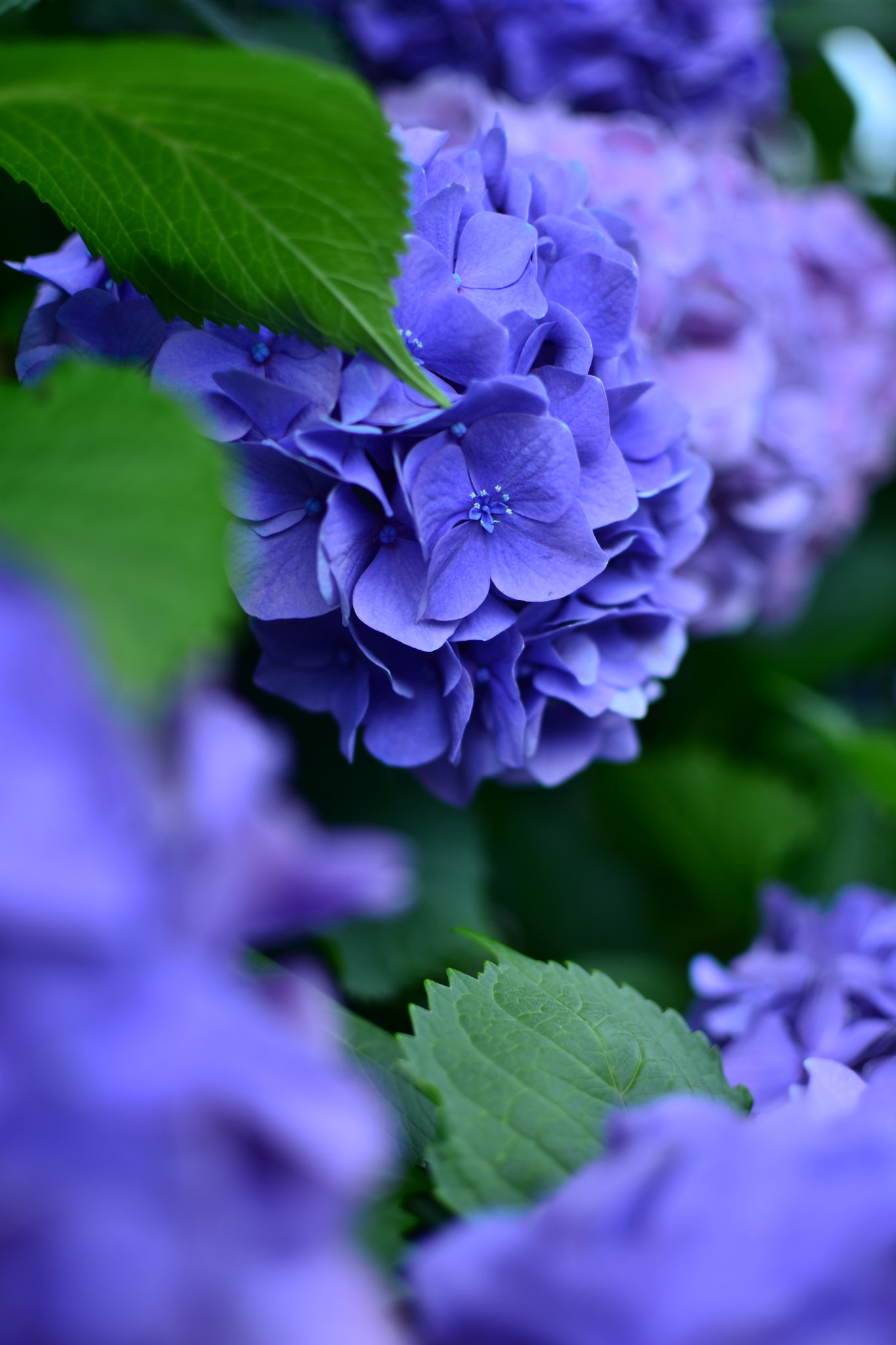 Nikon AF-S DX Nikkor 35mm F1.8G sample photo. Hydrangea photography