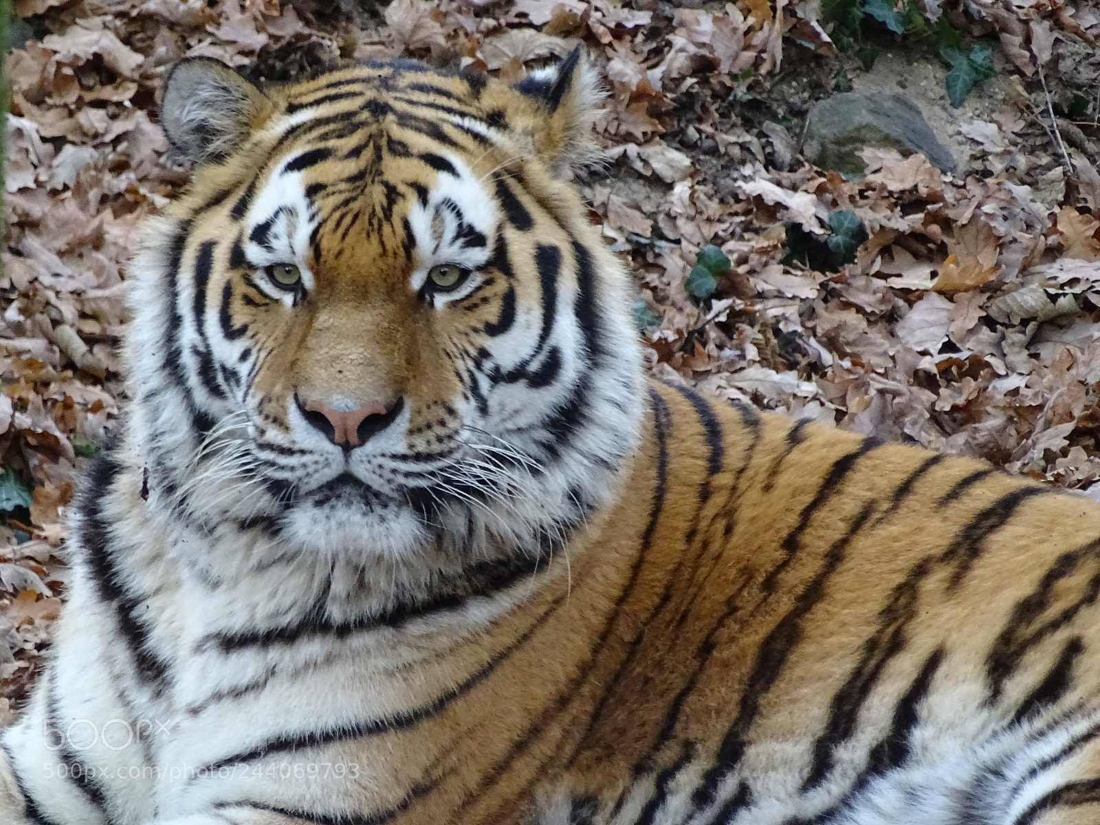 Sony Cyber-shot DSC-HX400V sample photo. Beautiful tiger photography