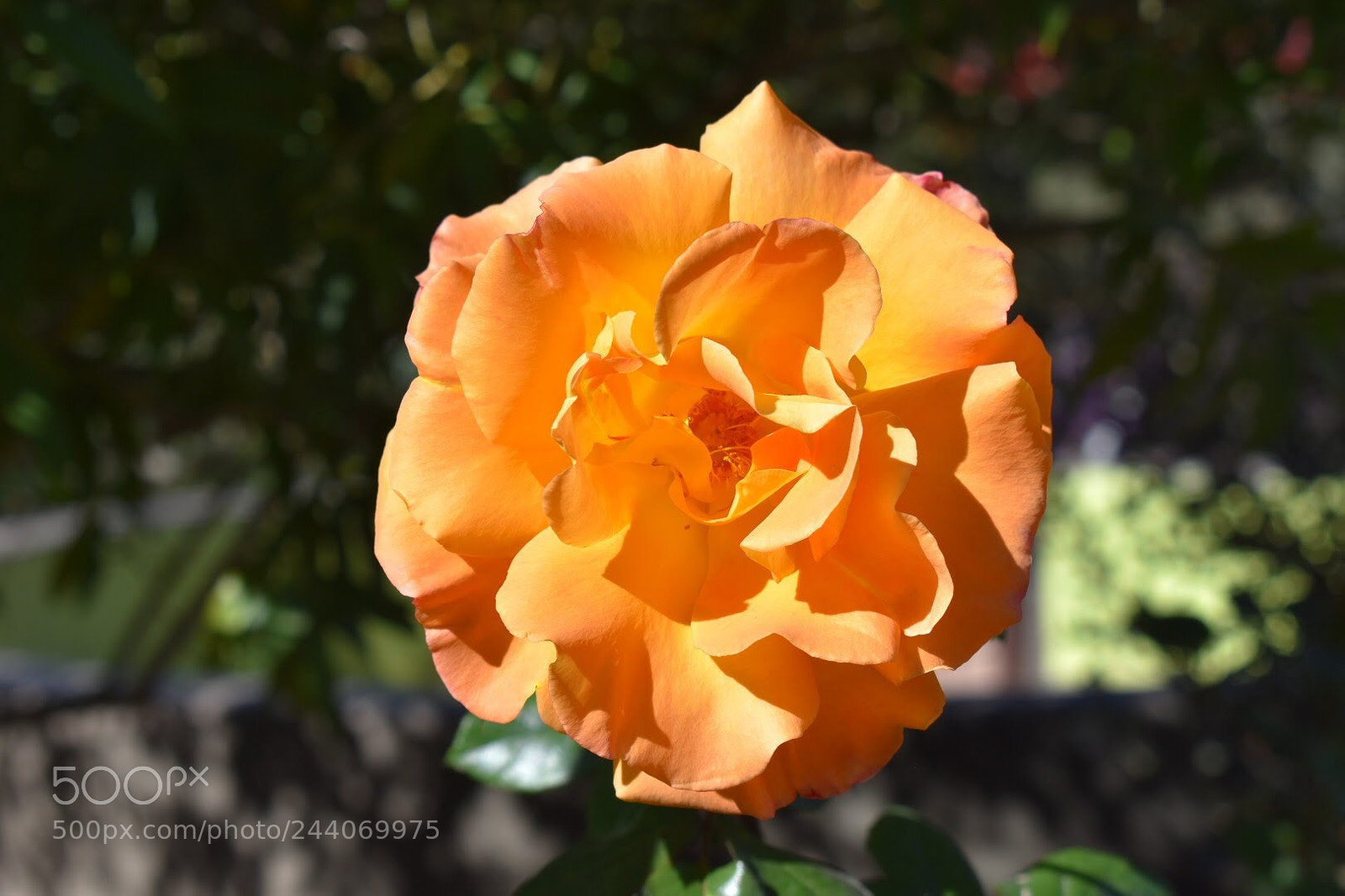 Nikon D7200 sample photo. Naranja rose photography