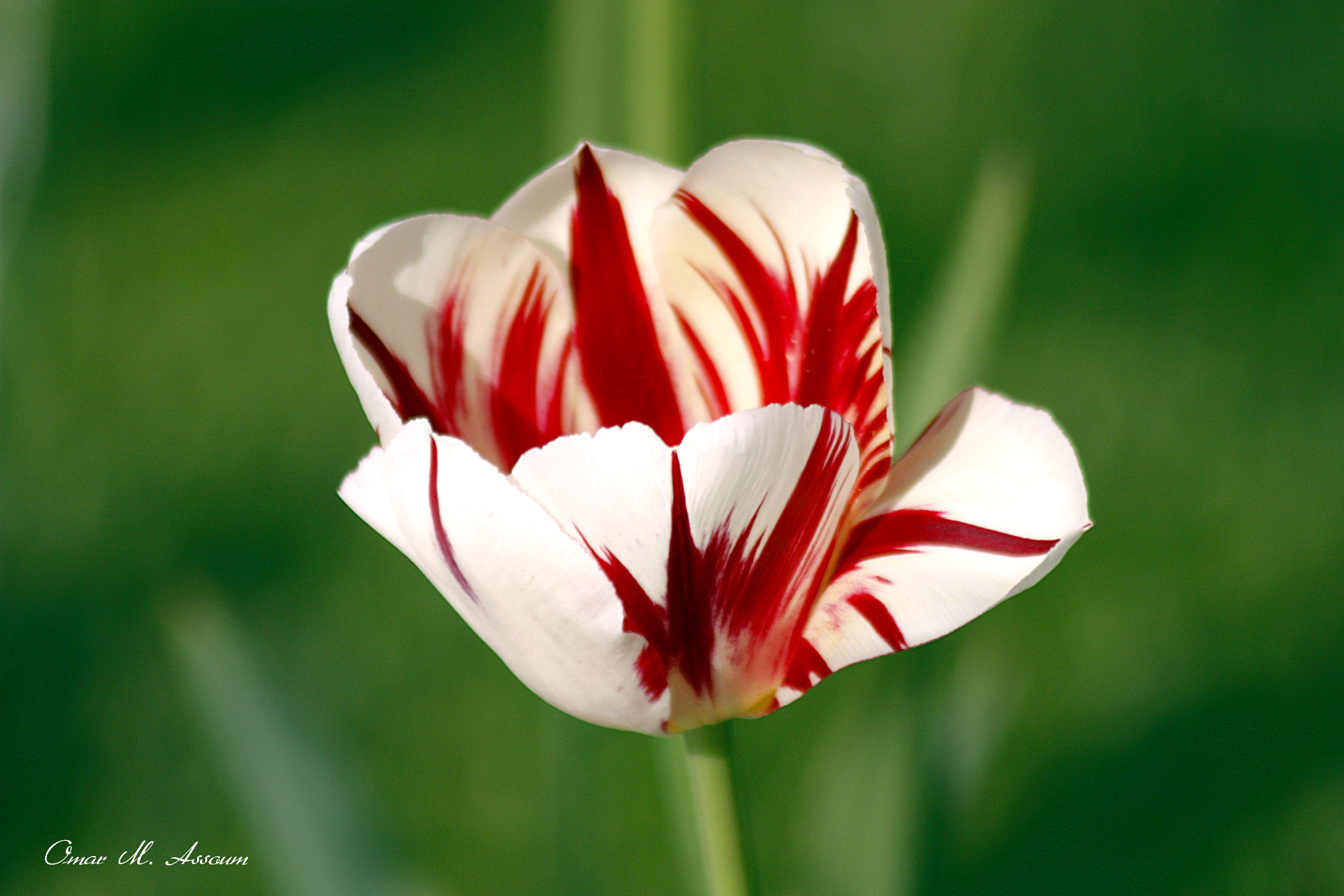 Canon EF 75-300mm F4.0-5.6 IS USM sample photo. Parrot tulips photography