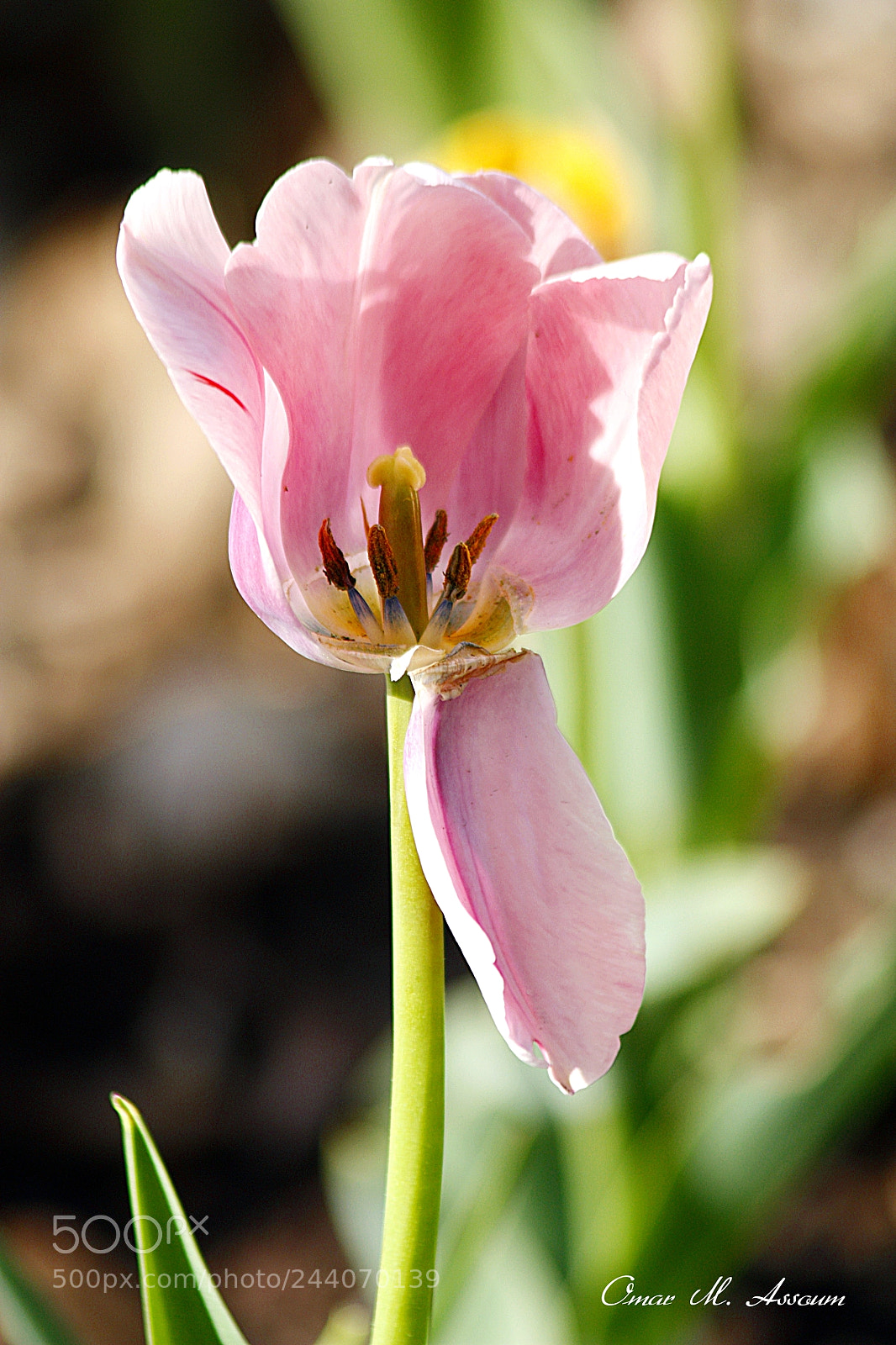 Canon EOS 450D (EOS Rebel XSi / EOS Kiss X2) sample photo. Pink tulip photography