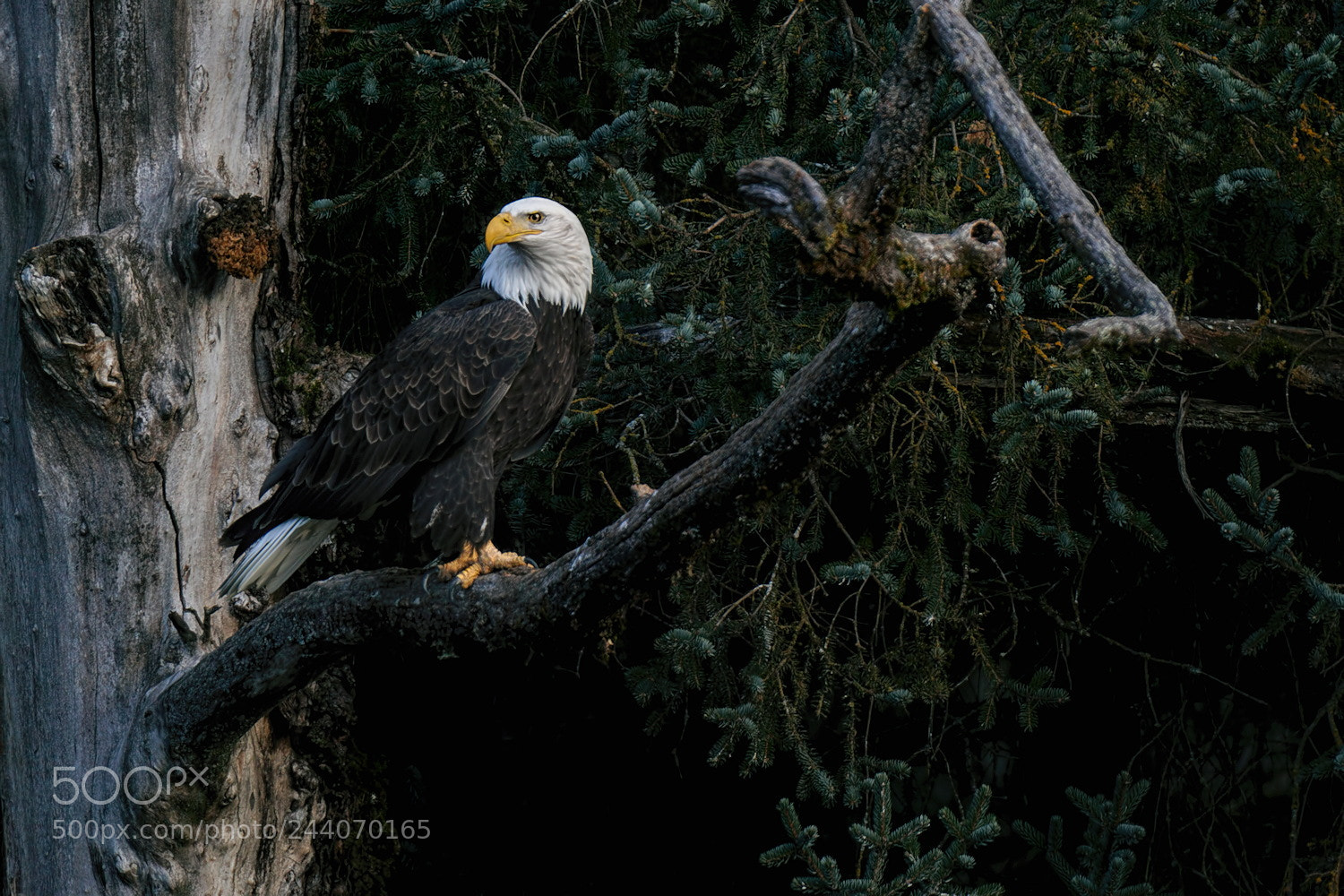 Sony a6300 sample photo. Eagles rest photography