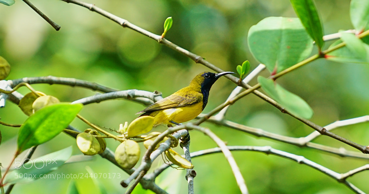 Sony a7R II sample photo. Olive-backed sunbird photography