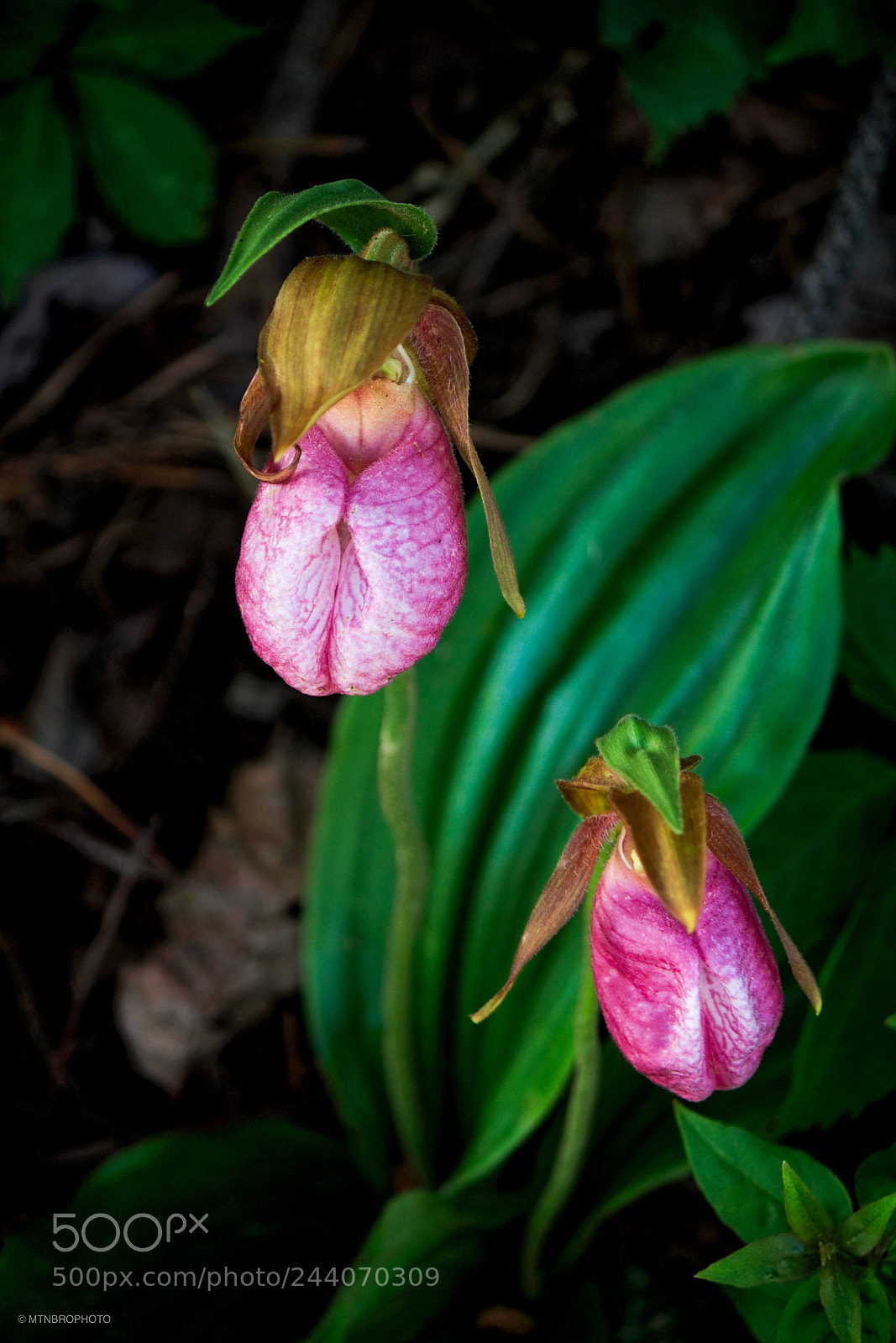 Canon EOS 1200D (EOS Rebel T5 / EOS Kiss X70 / EOS Hi) sample photo. Pink lady slippers. photography
