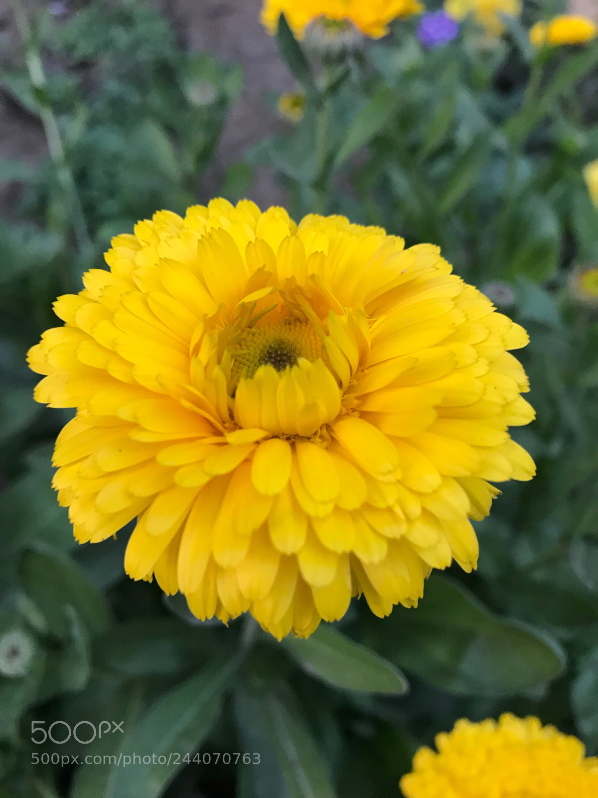 Apple iPhone 7 Plus sample photo. Beautiful yellow flower! photography