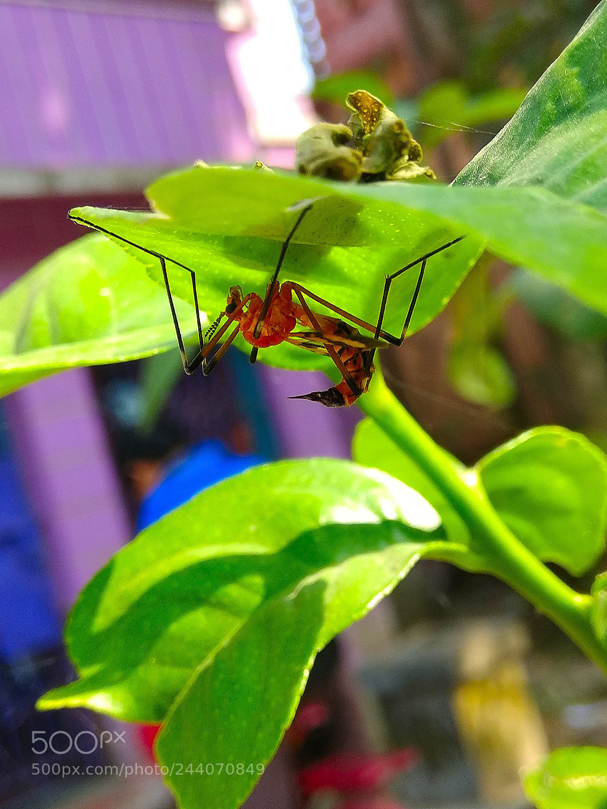 Xiaomi Redmi Note 4 sample photo. I don't know what photography