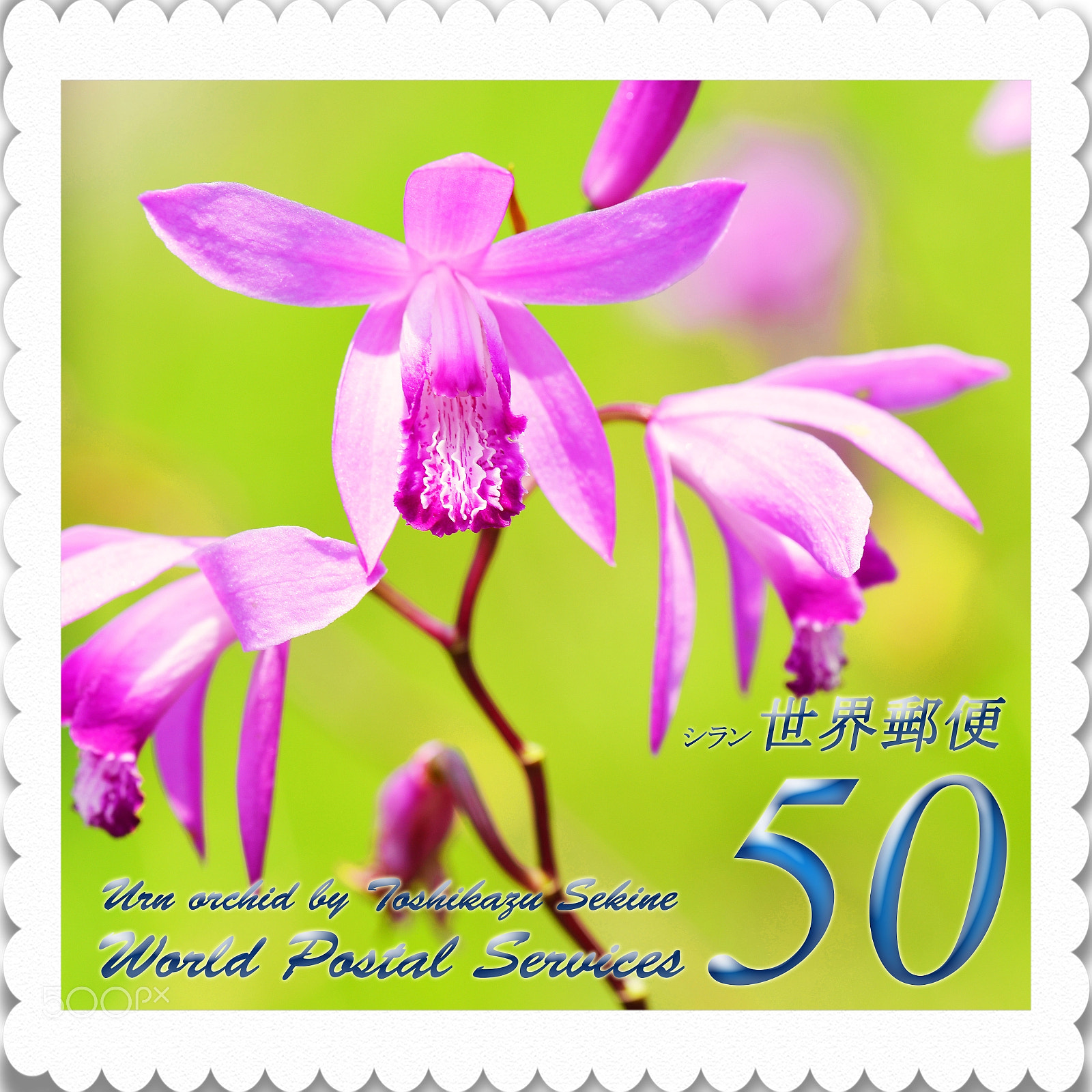 Nikon D800 sample photo. Urn orchid photography