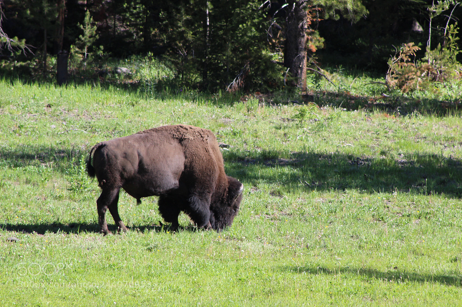 Canon EOS 600D (Rebel EOS T3i / EOS Kiss X5) sample photo. The first bison photography