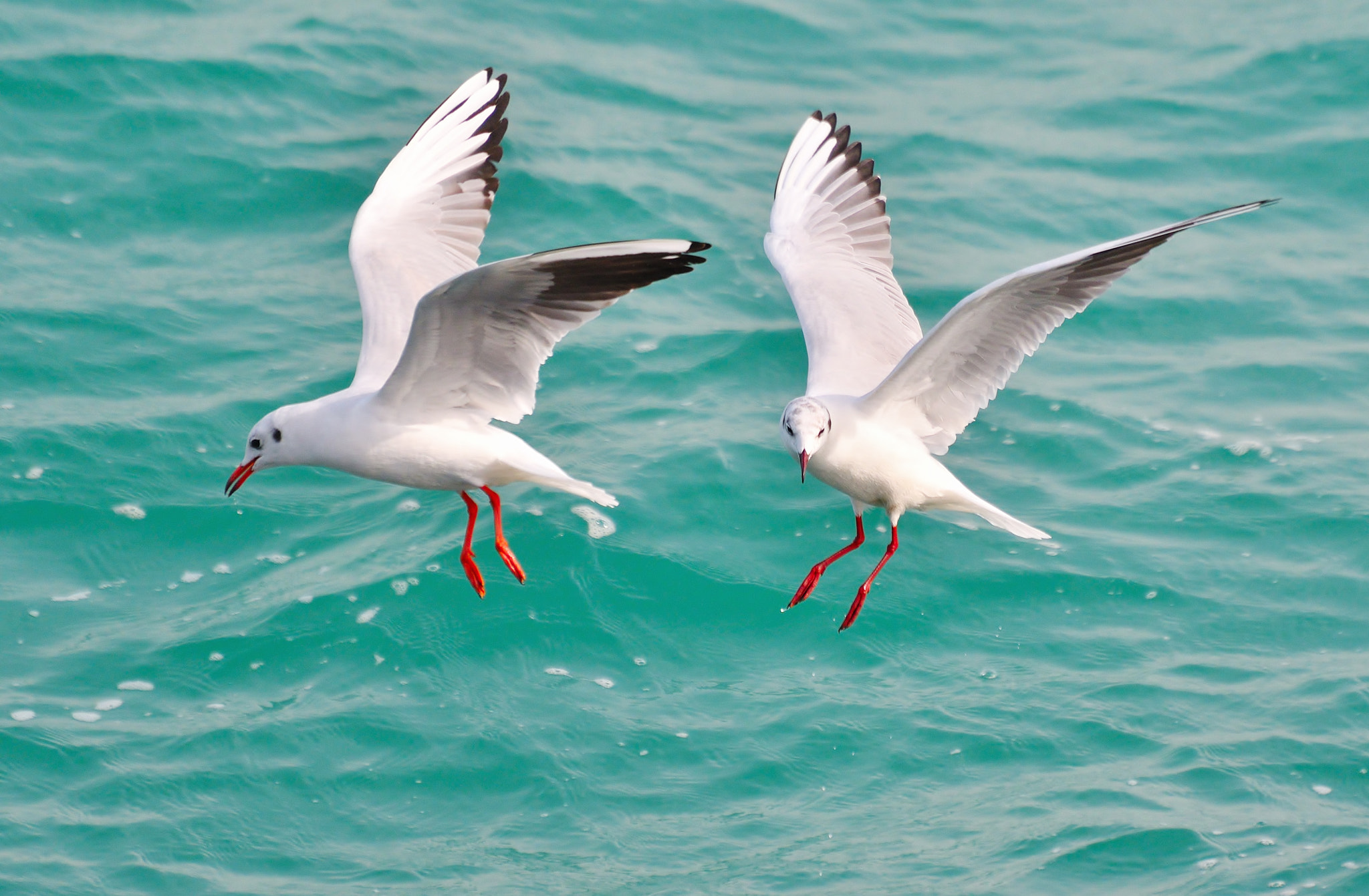 Nikon D500 sample photo. Seagulls photography