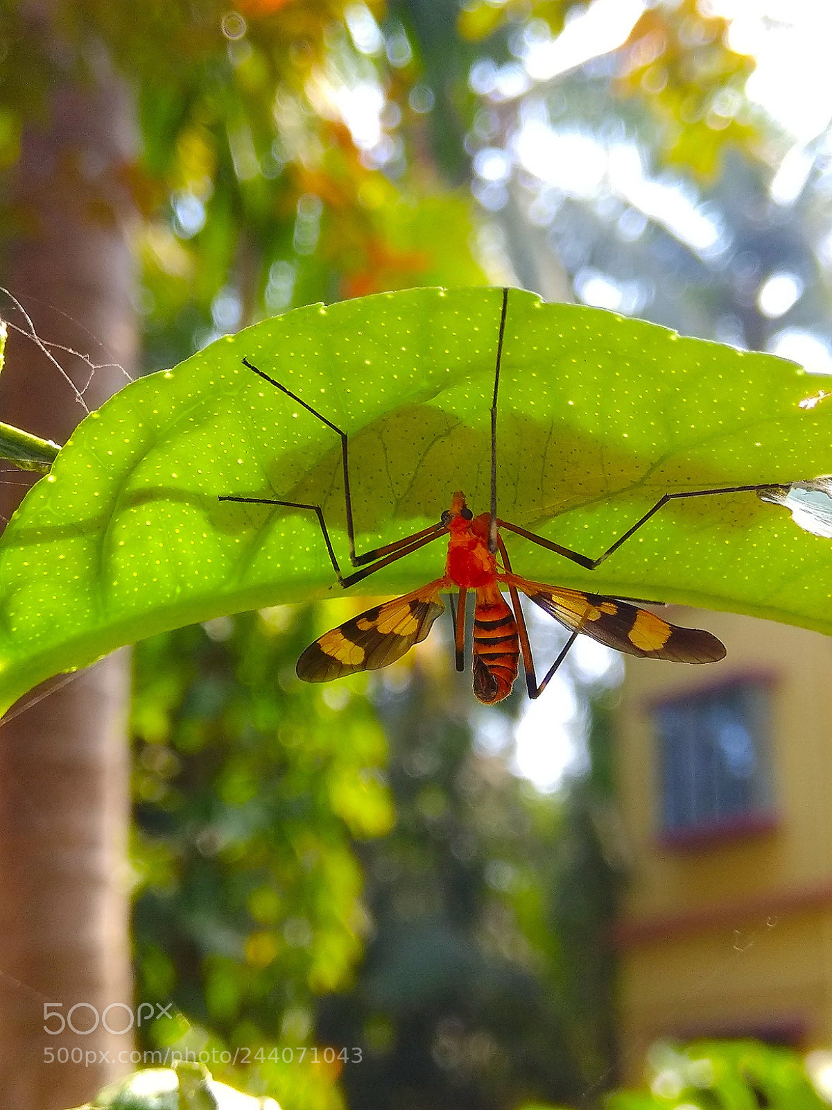 Xiaomi Redmi Note 4 sample photo. Untitled photography