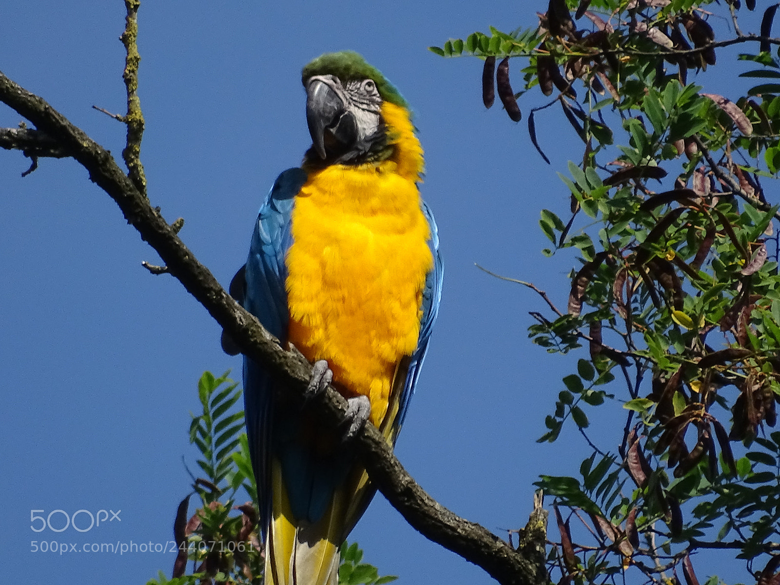 Sony Cyber-shot DSC-HX400V sample photo. Colorful  parrot photography