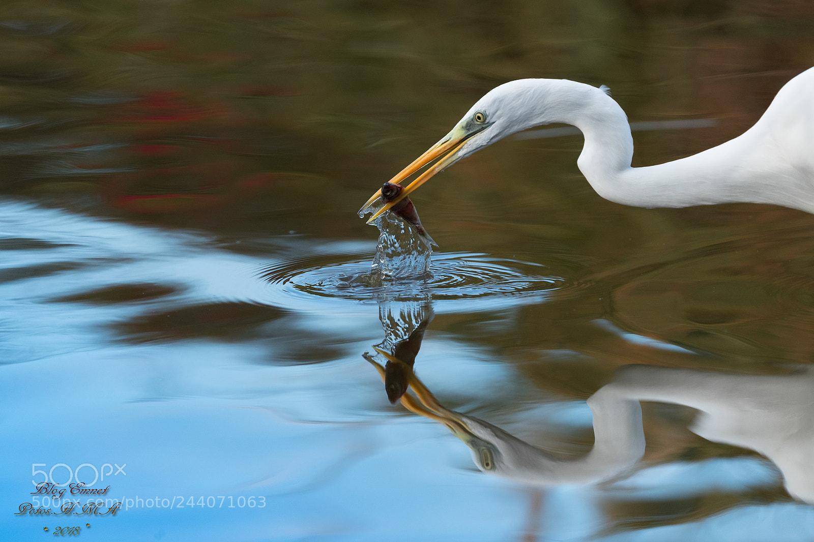 Canon EOS-1D X Mark II sample photo. Egret:fishing photography