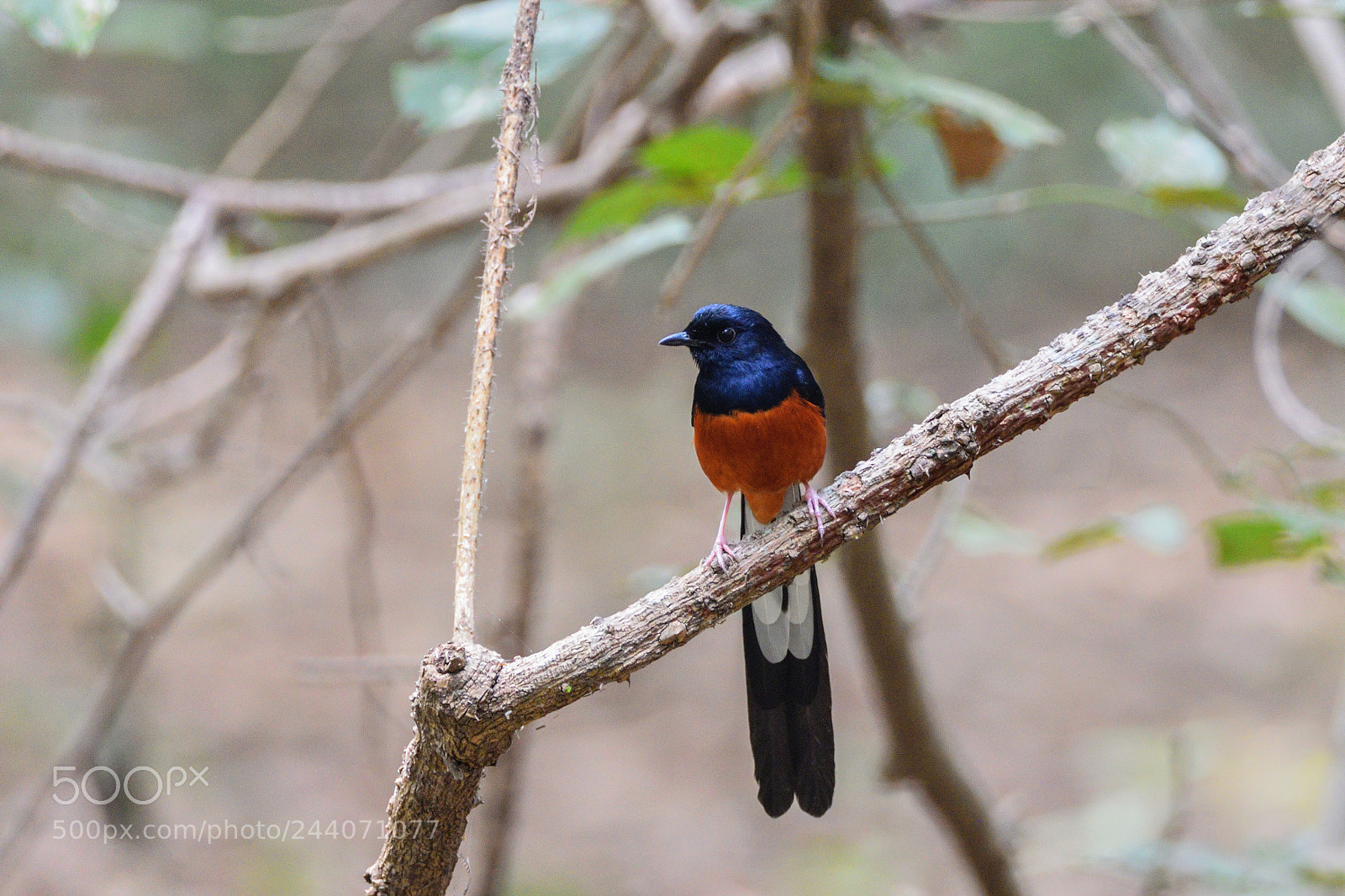 Nikon D810 sample photo. White rumped shama male photography
