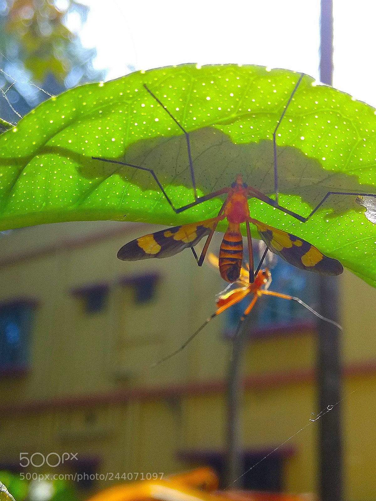 Xiaomi Redmi Note 4 sample photo. Together.. photography