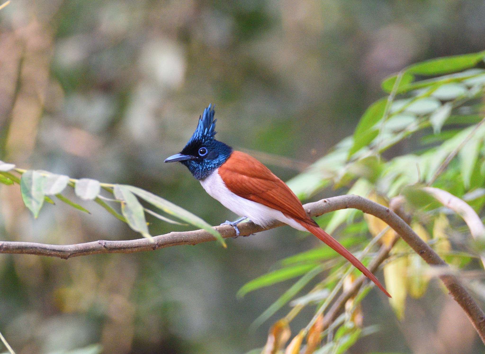 Nikon D810 sample photo. Asian paradise flycatcher rufous female photography