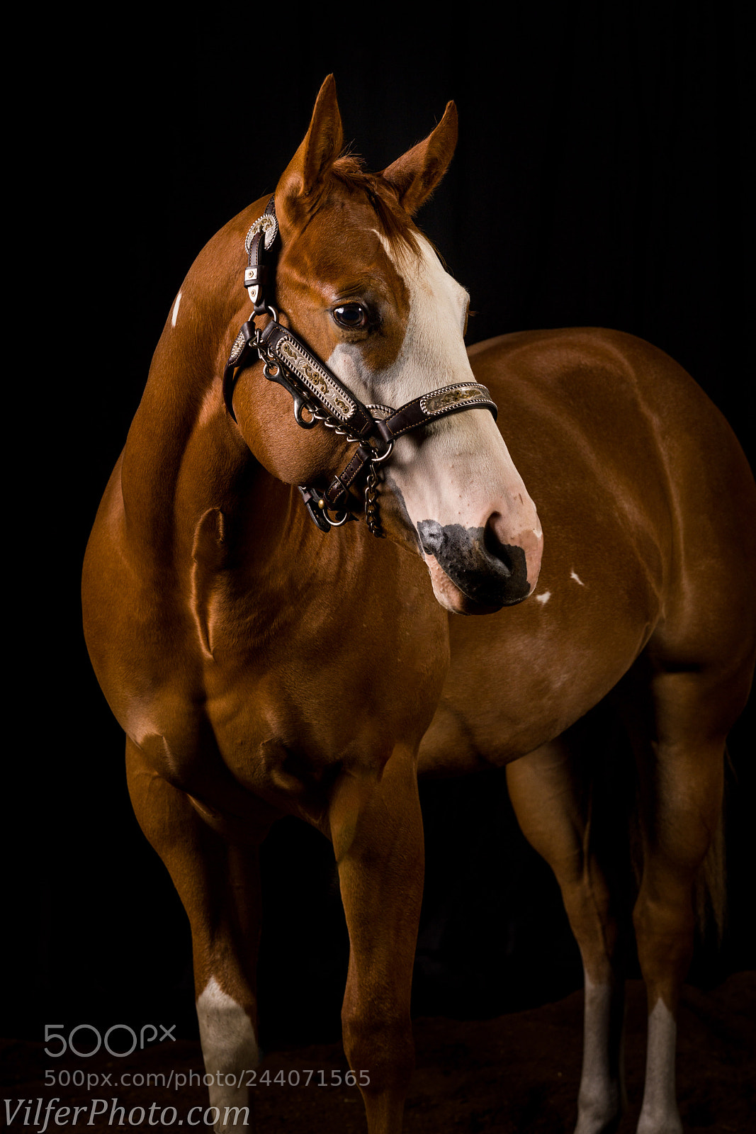 Sony a7R III sample photo. Horse photography