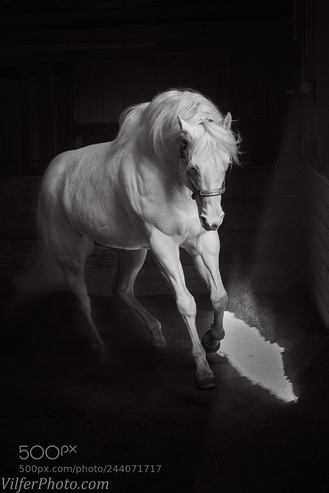Sony a9 sample photo. Horse in the light photography