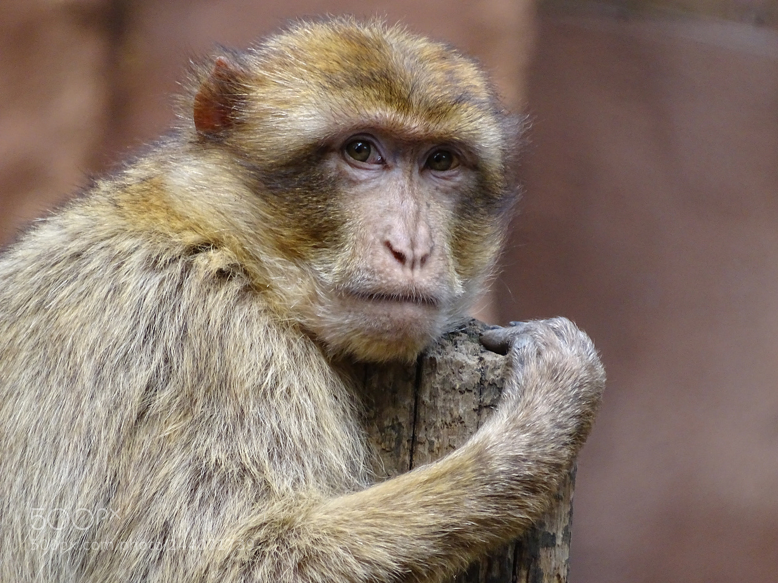 Sony Cyber-shot DSC-HX400V sample photo. Cute monkey photography