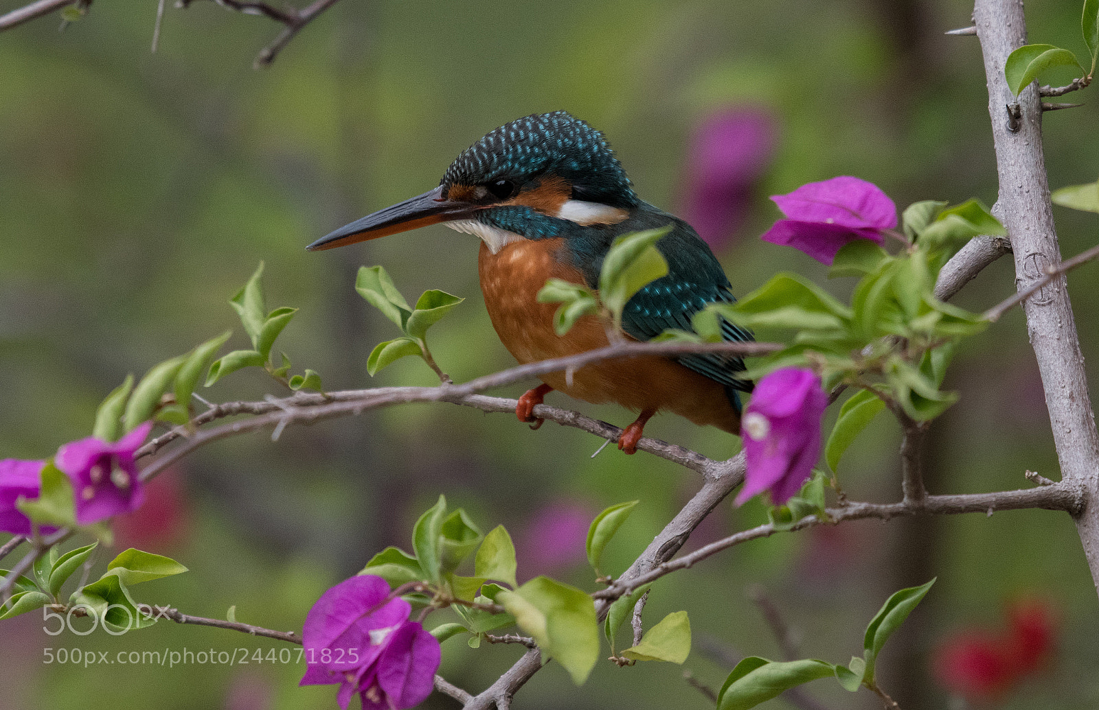 Nikon D500 sample photo. Common kingfisher 1 photography