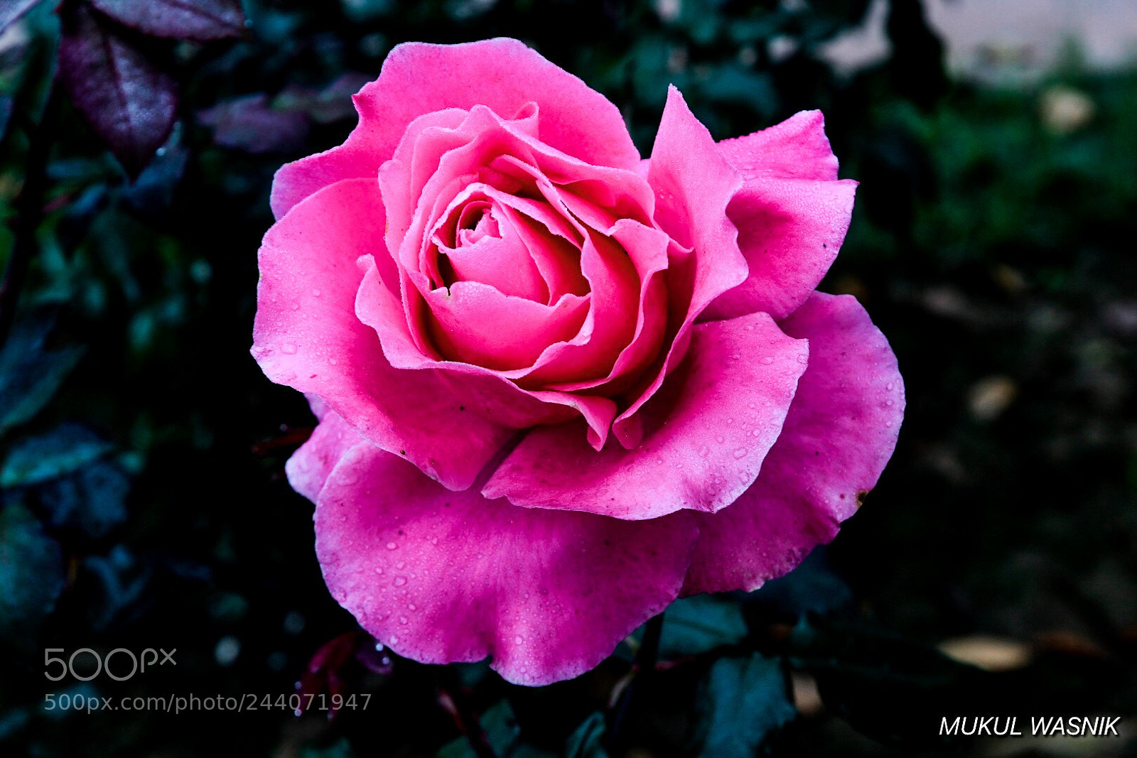 Nikon D500 sample photo. Rose is a rose photography