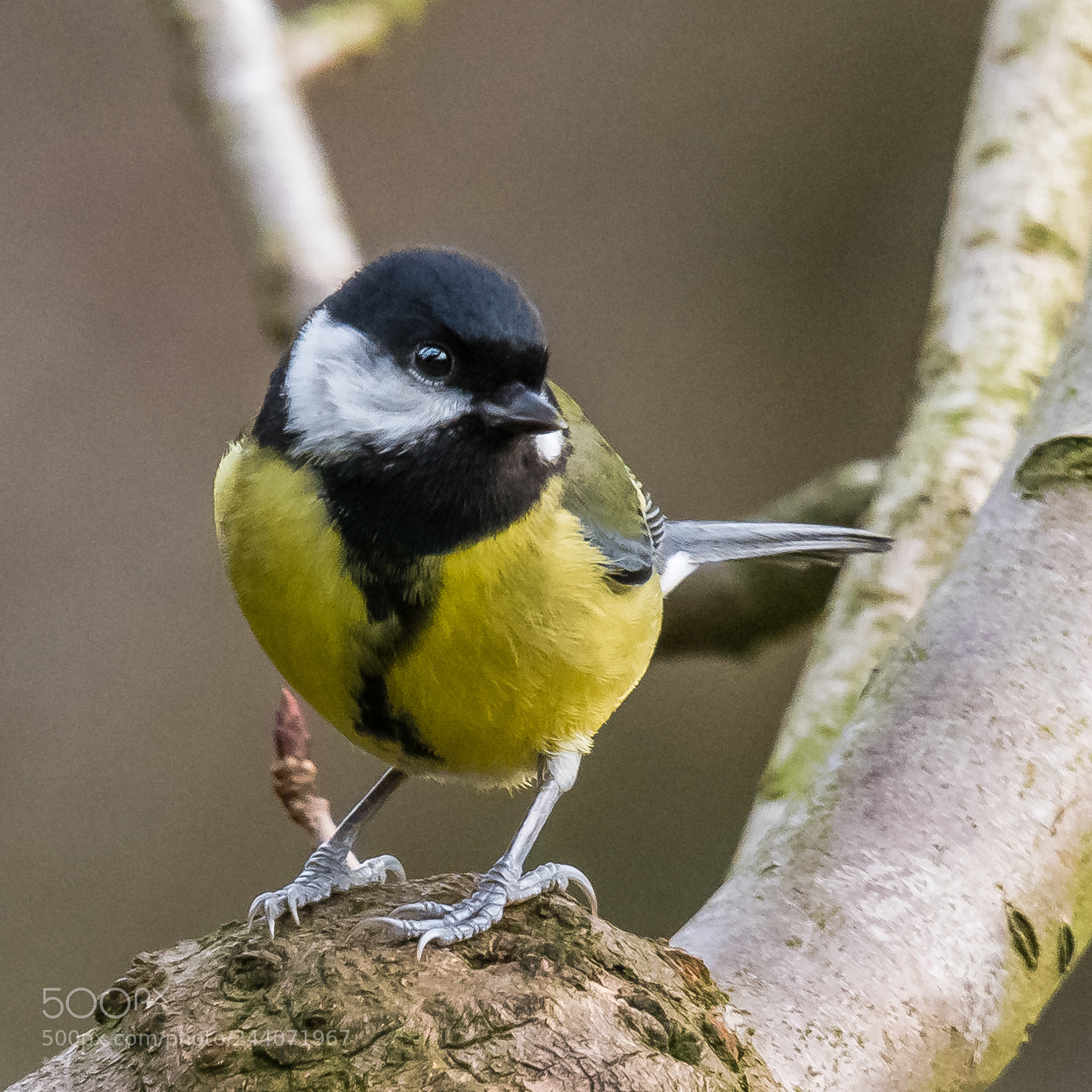 Nikon D850 sample photo. Magnificent great tit photography