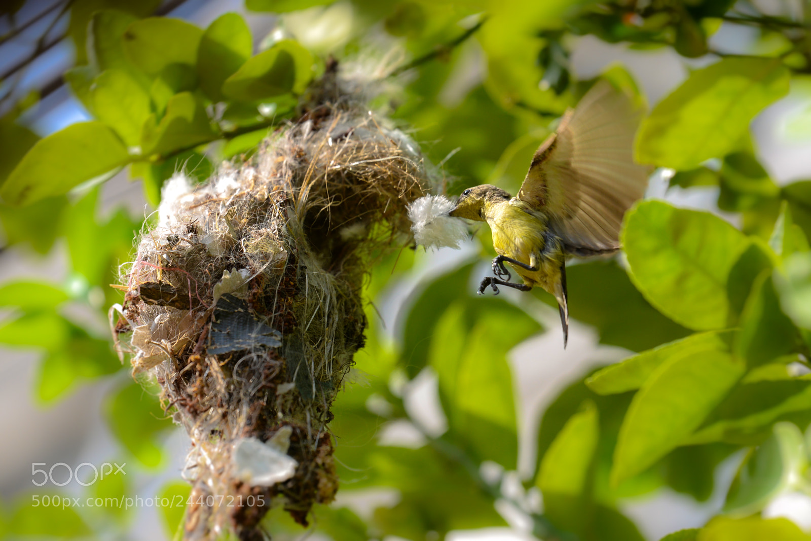 Nikon D610 sample photo. Olive-backed sunbird (cinnyris jugularis) photography