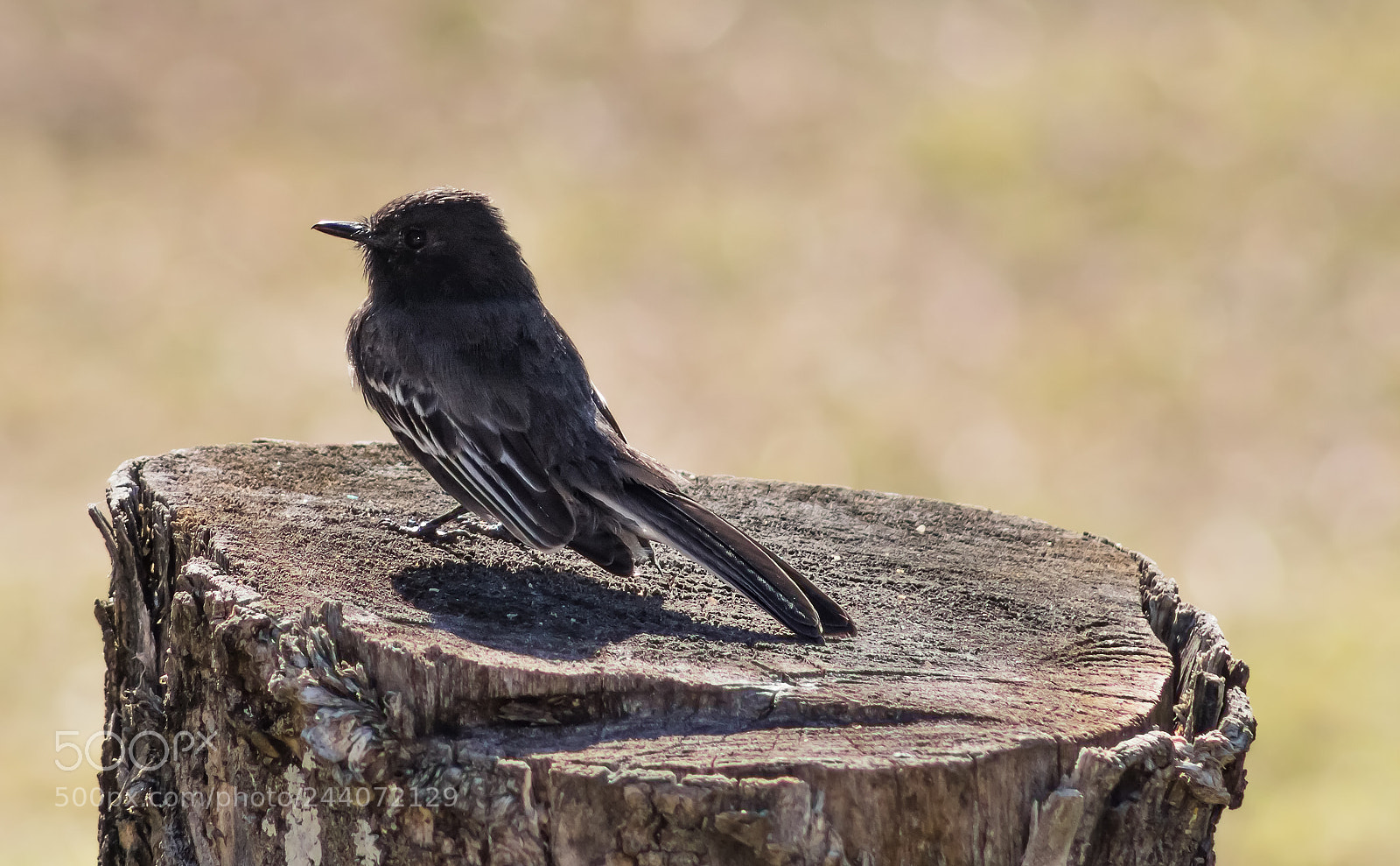 Canon EOS 750D (EOS Rebel T6i / EOS Kiss X8i) sample photo. Black phoebe photography