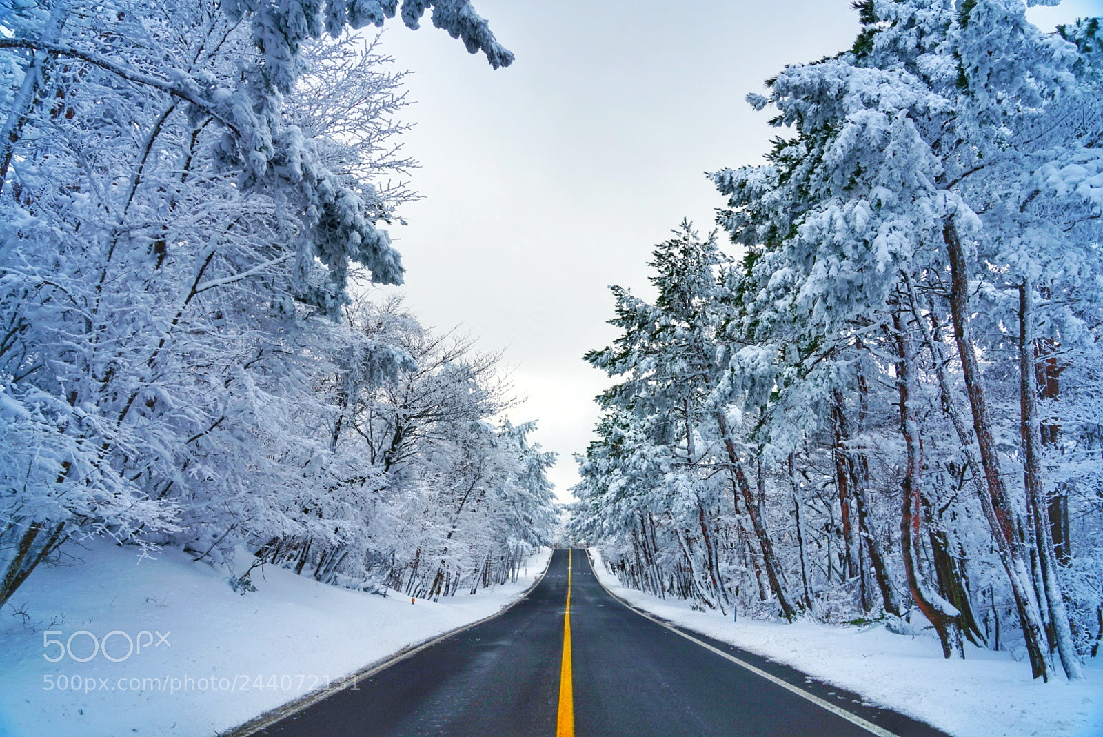 Sony a7R II sample photo. Winter rode photography