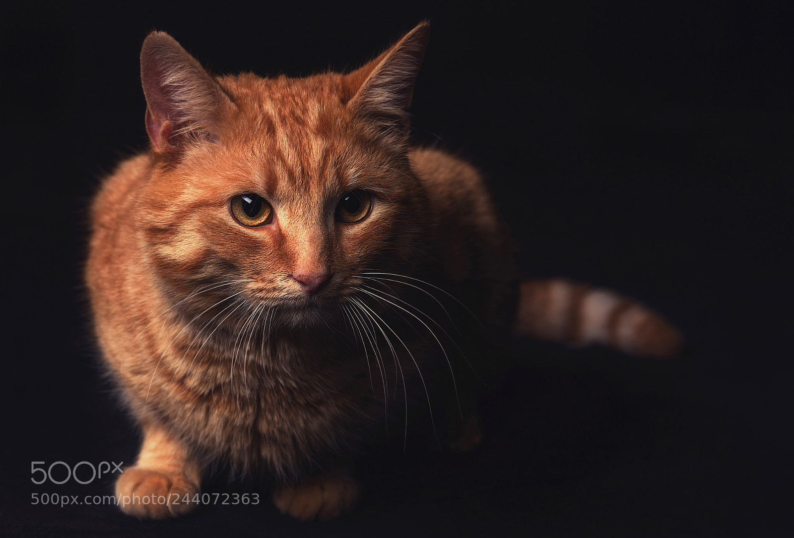 Nikon D800 sample photo. Red tabby cat on photography