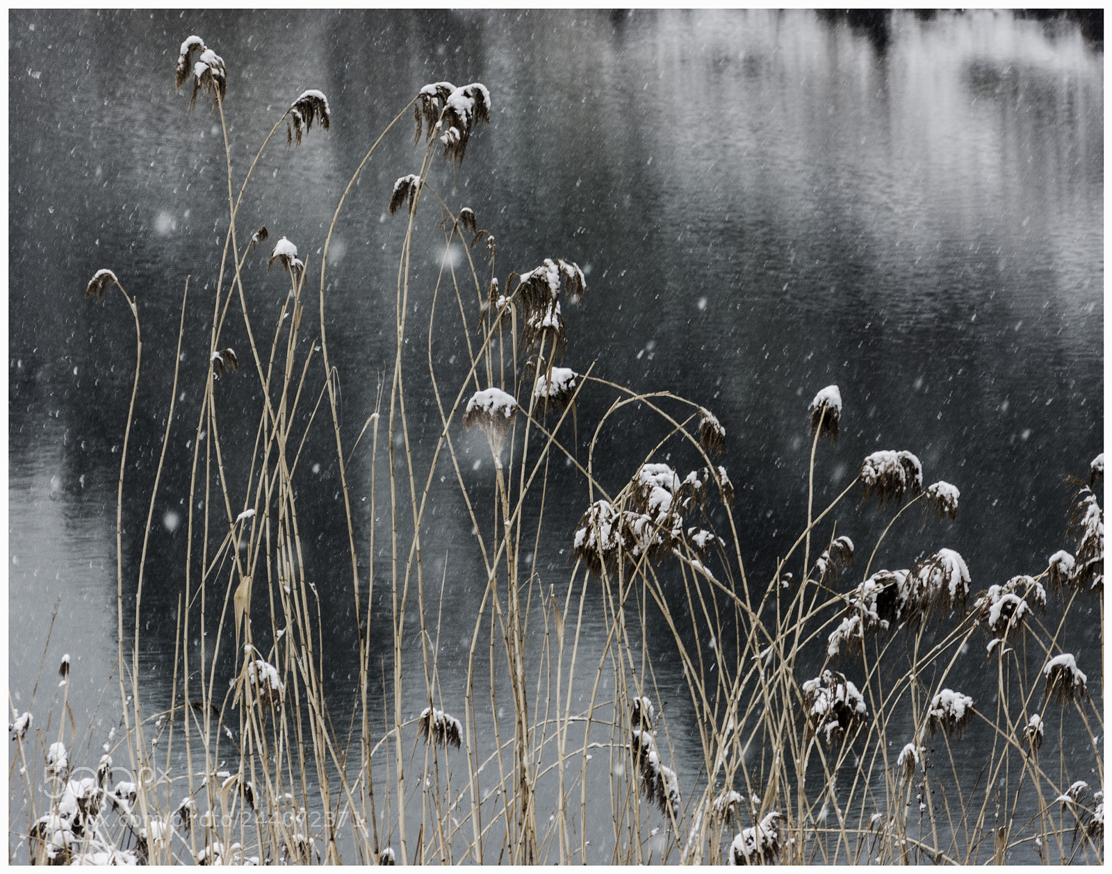 Nikon D7100 sample photo. 芦苇 photography