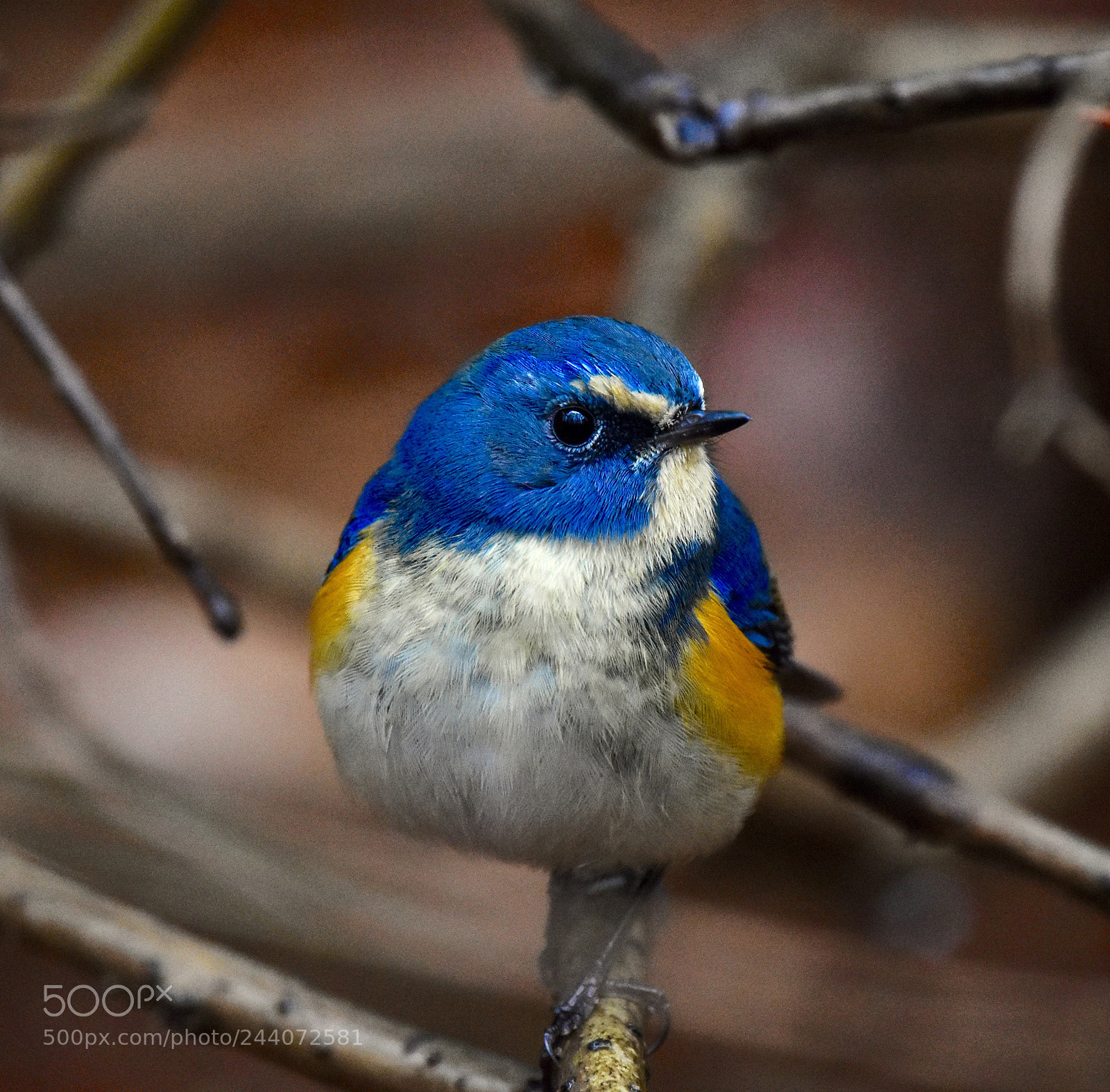 Nikon D7200 sample photo. Red-franked blue tail photography