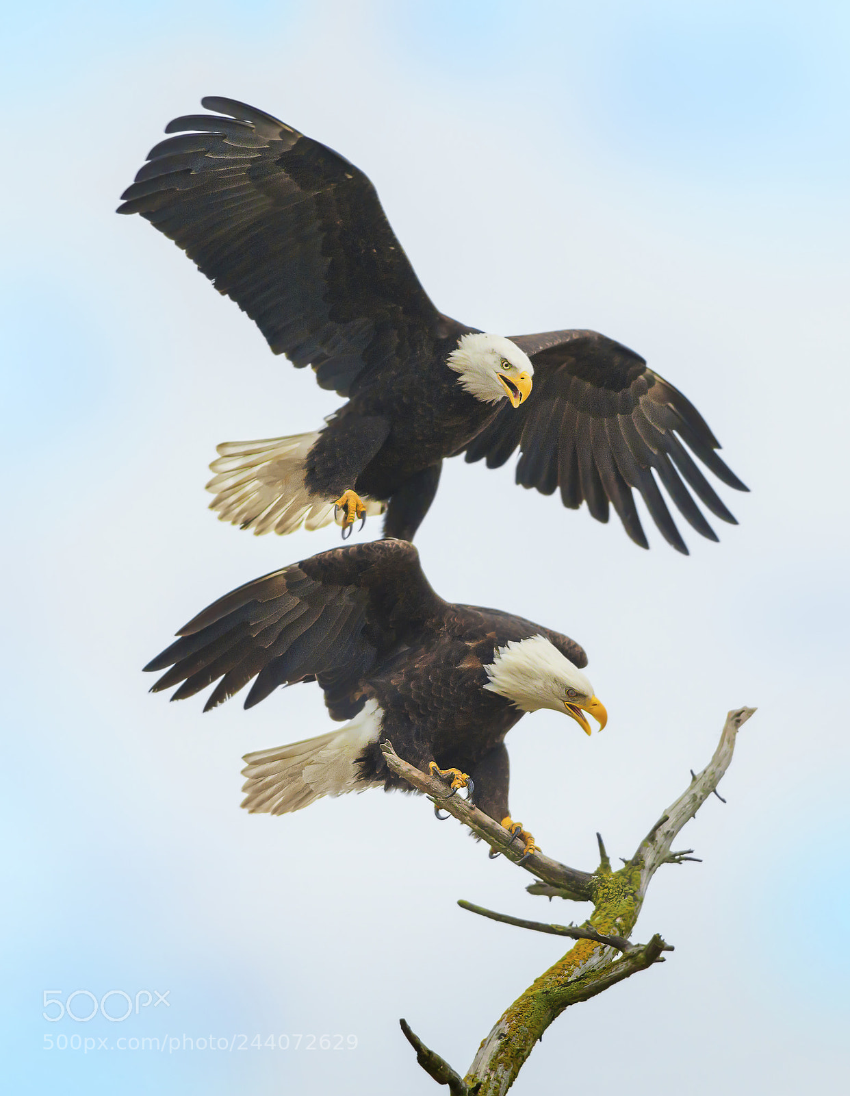 Nikon D800E sample photo. Bald eagle mates photography