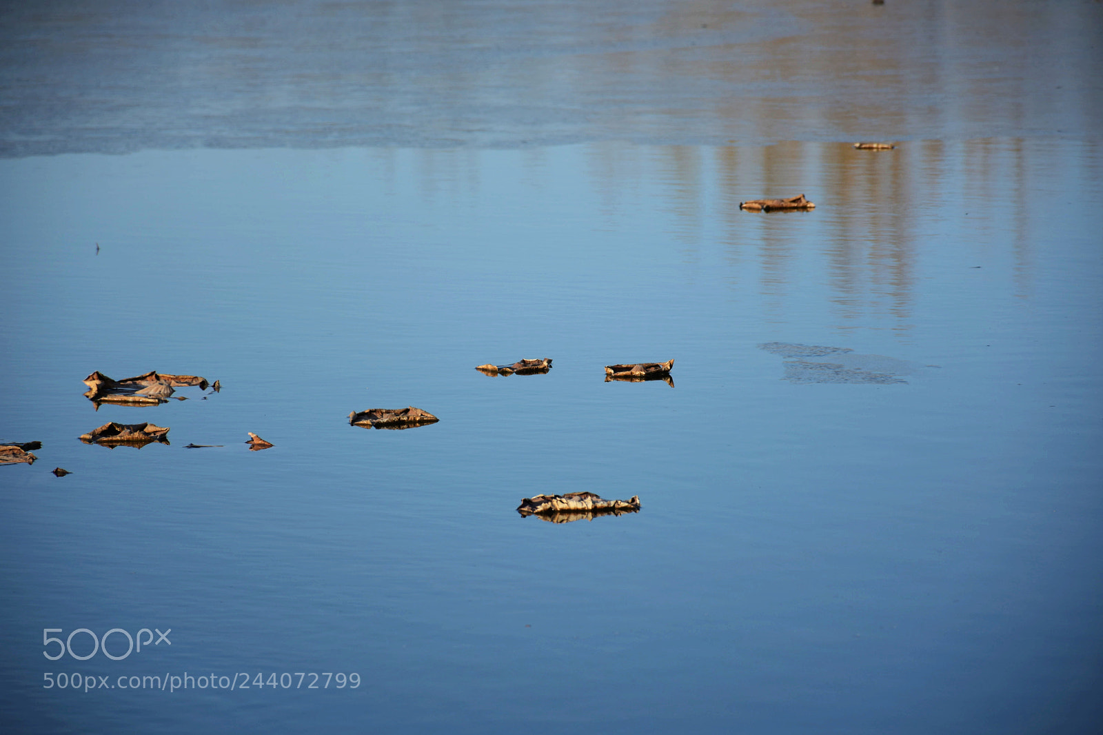 Nikon D7200 sample photo. Lotus photography