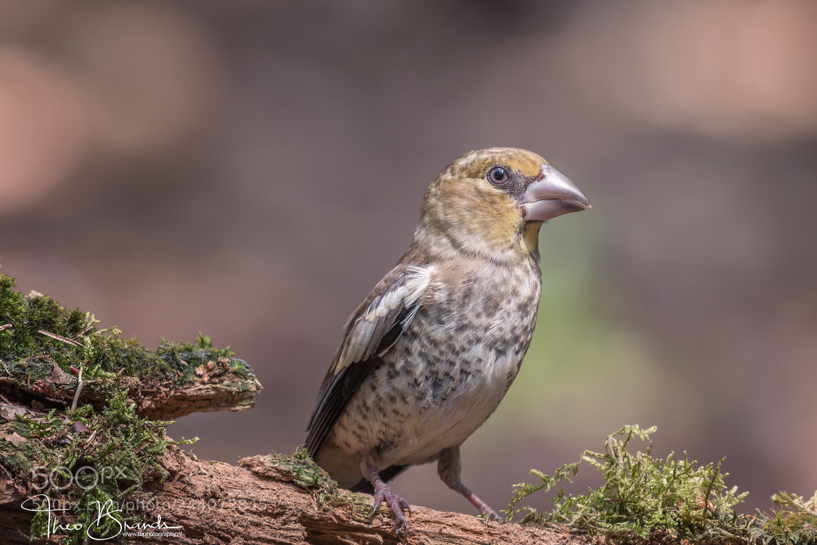 Nikon D500 sample photo. Appelvink photography